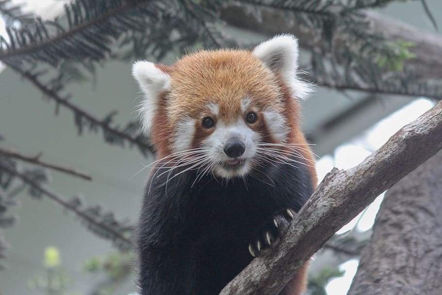 Animal, Mammal, Wildlife, Bear, Lesser Panda, Zoo, - Red Panda - HD Wallpaper 