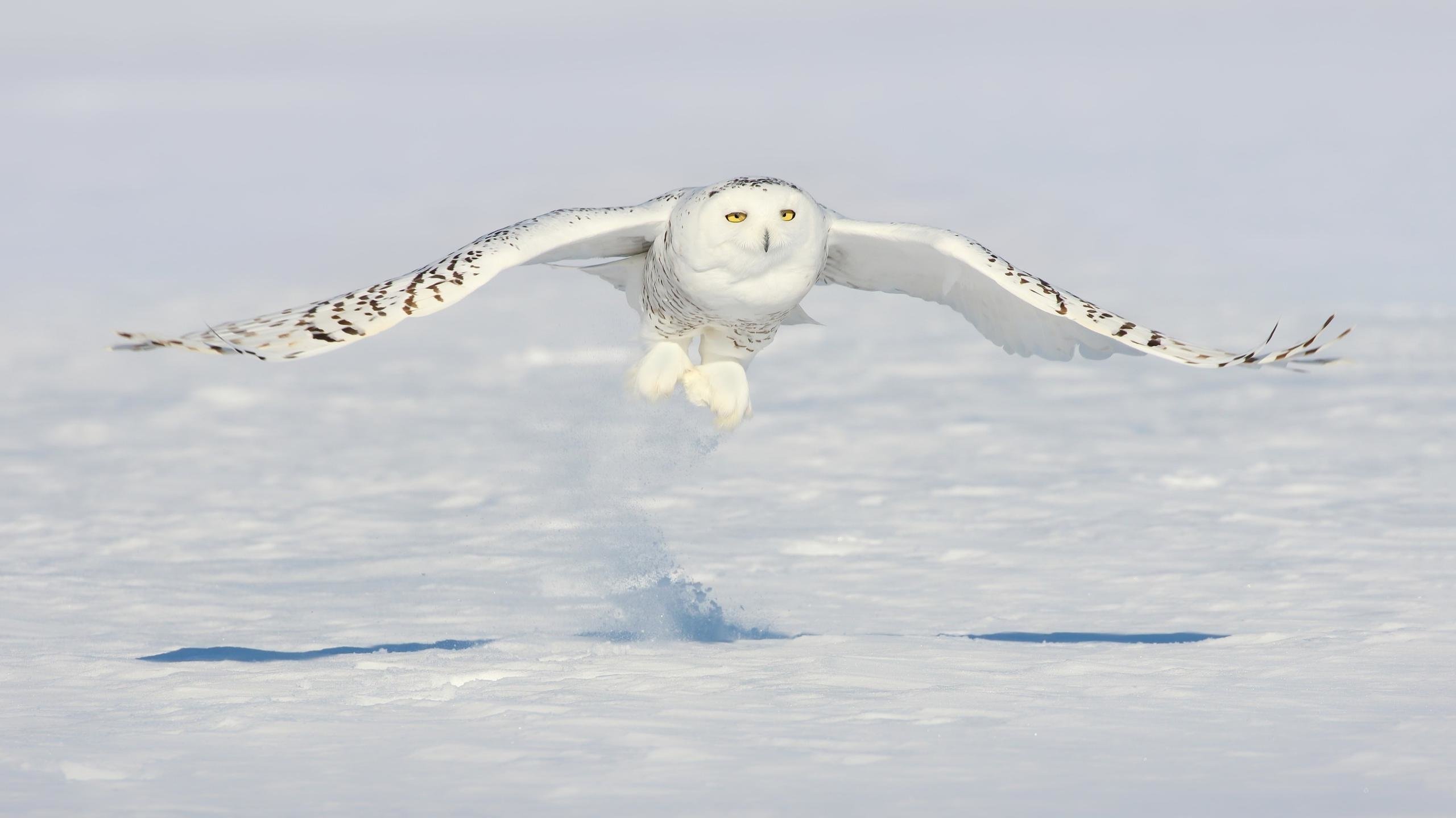 Awesome Snowy Owl Free Wallpaper Id - Snowy Owl Wallpaper Hd - HD Wallpaper 