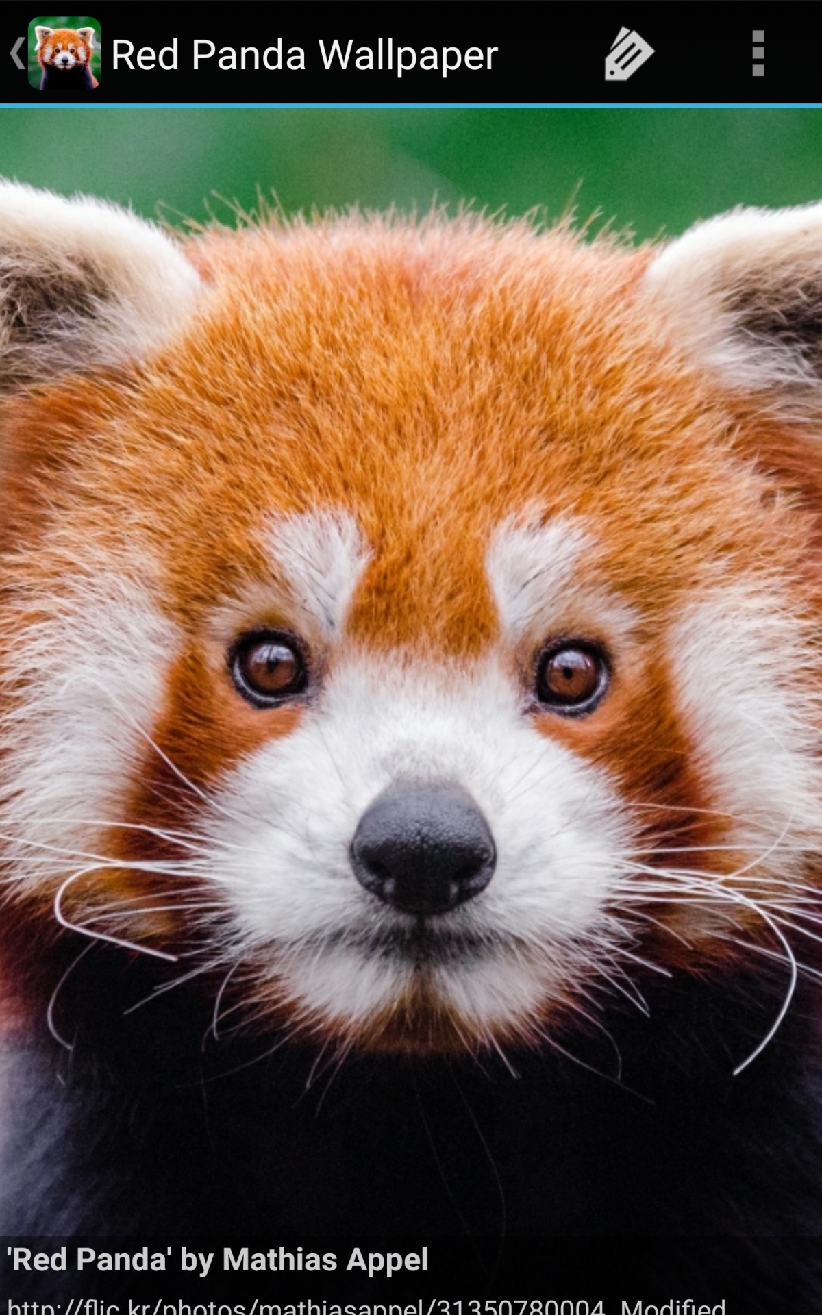 Red Panda Wallpaper Phone - HD Wallpaper 