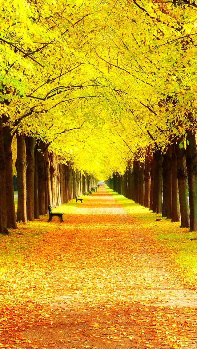 Yellow Forest Landscape Iphone Se Wallpaper Iphone - Nature Yellow Wallpaper Hd - 640x1136 Wallpaper Yellow Forest Landscape Iphone Se Wallpaper Iphone - Nature Yellow Wallpaper Hd - 640x1136 Wallpaper