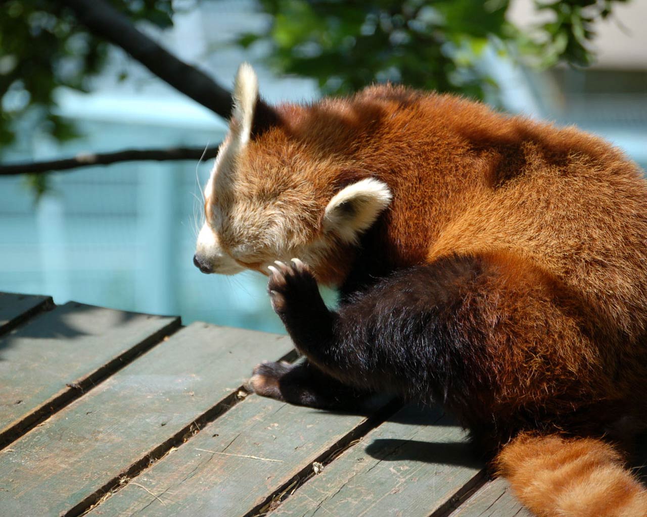 Free Red Panda Wallpaper Wallpapers Download - Red Panda - HD Wallpaper 