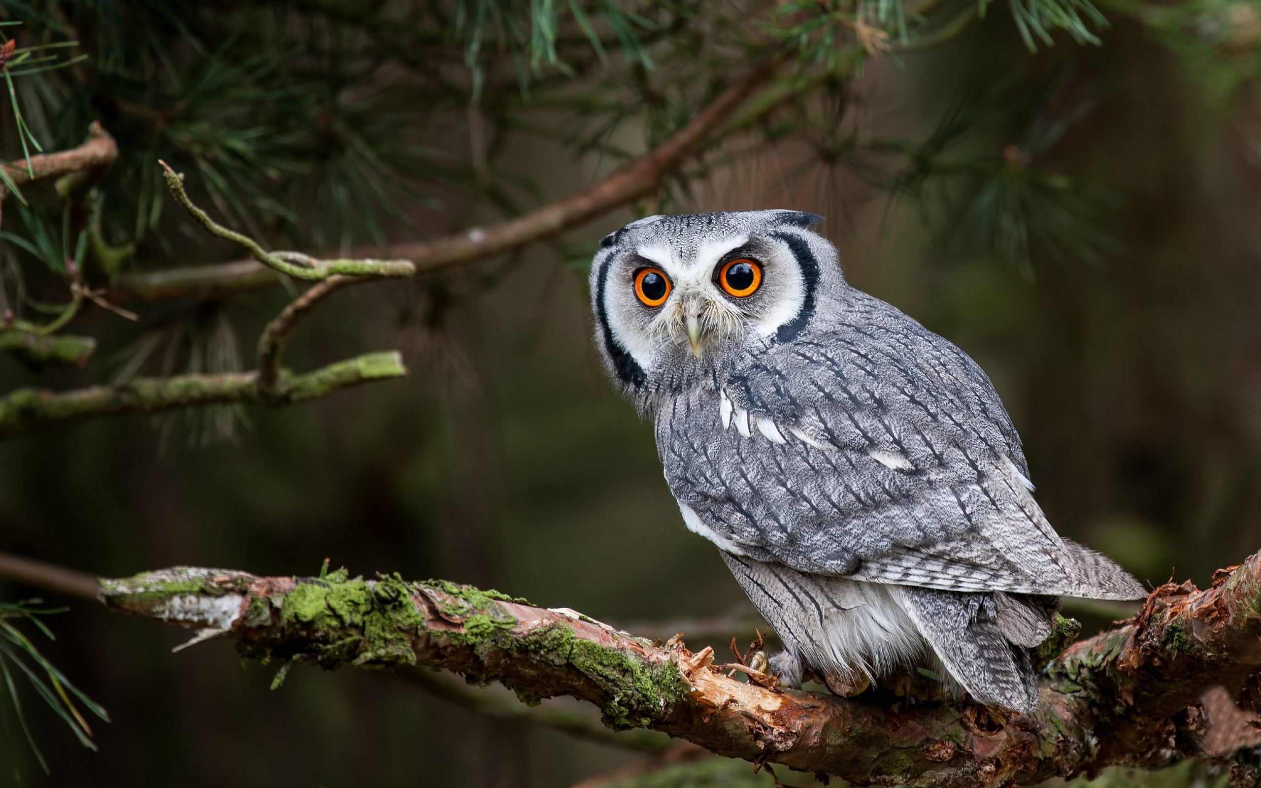 Owl Wallpapers - HD Wallpaper 