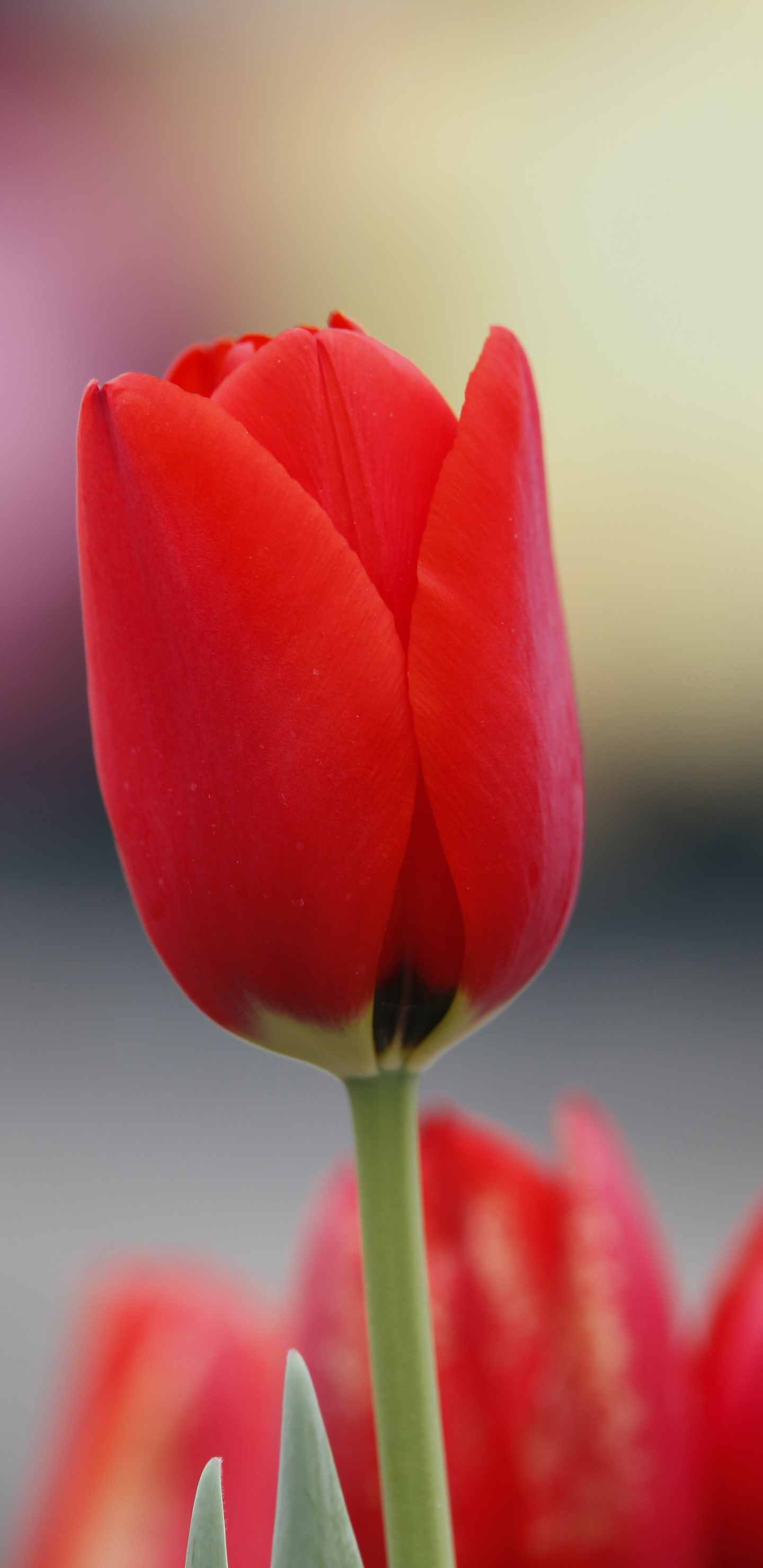 Red Tulip, Flowers, Bud, Wallpaper - Flower Samsung Galaxy S8 Wallpaper Hd - HD Wallpaper 