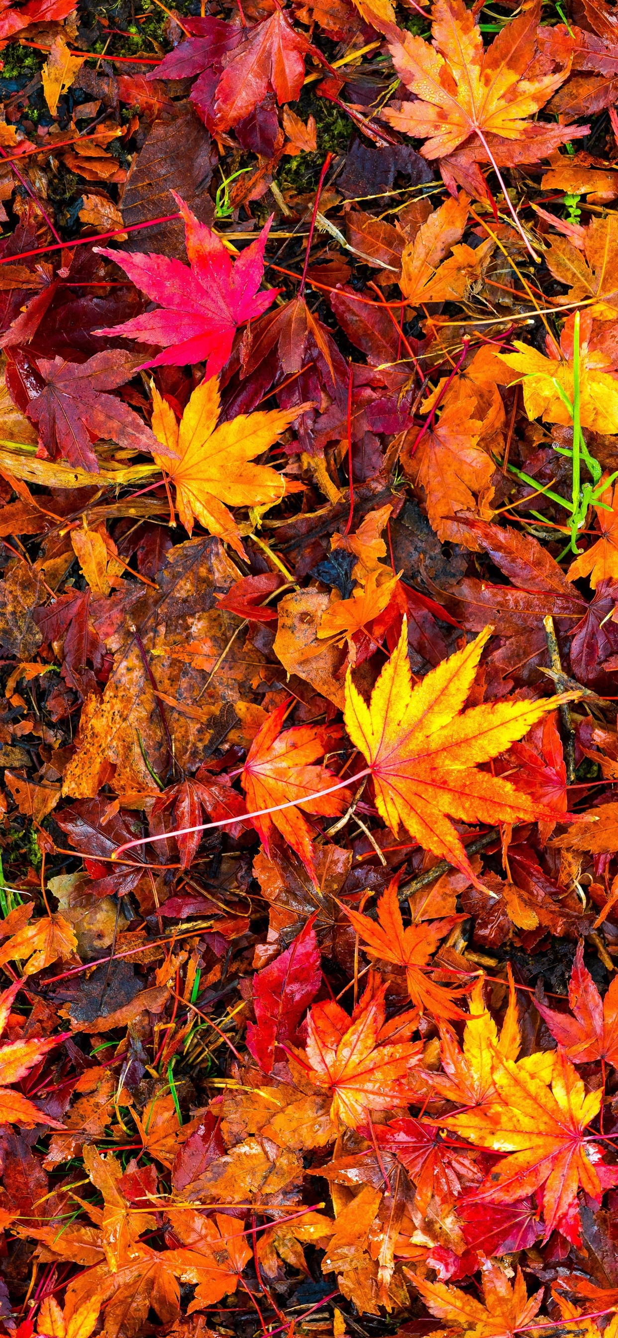 Iphone Wallpaper Many Red Maple Leaves Ground Autumn Fall Leaves