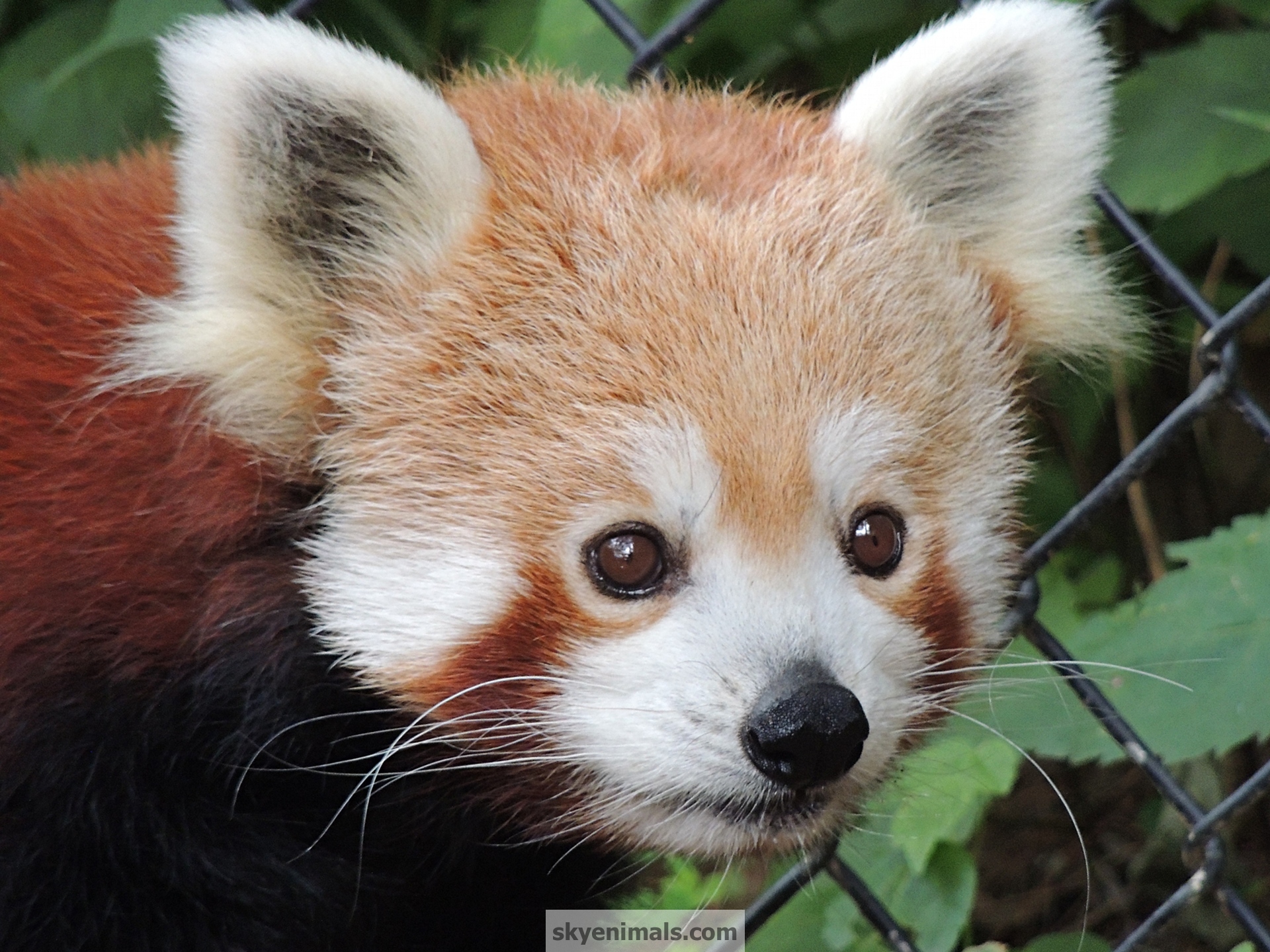 Red Panda Wallpaper 1920x1440 Wallpaper Teahub Io