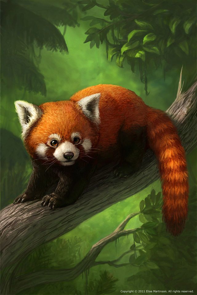 Червона Панда - 640x960 Wallpaper 