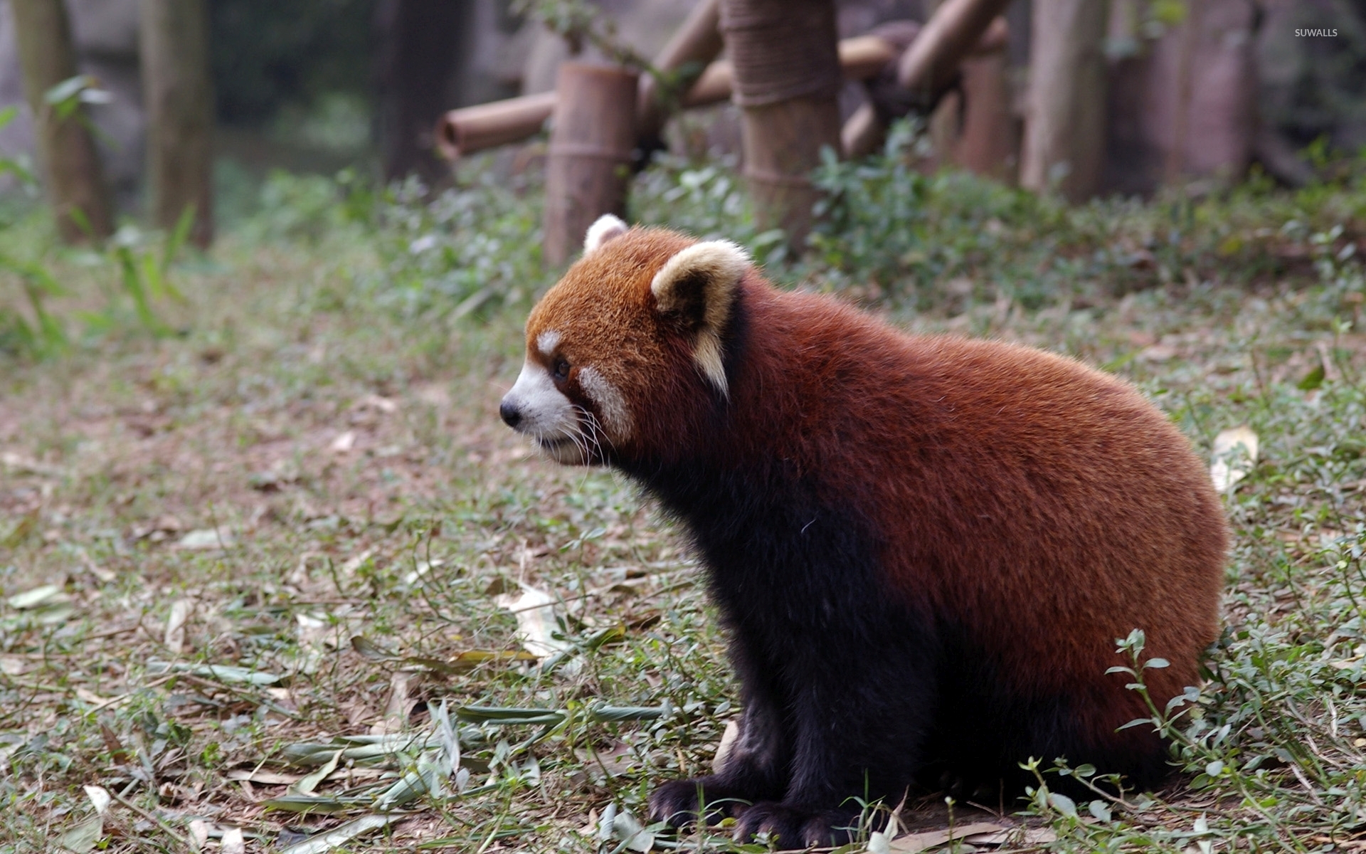 Red Panda - HD Wallpaper 