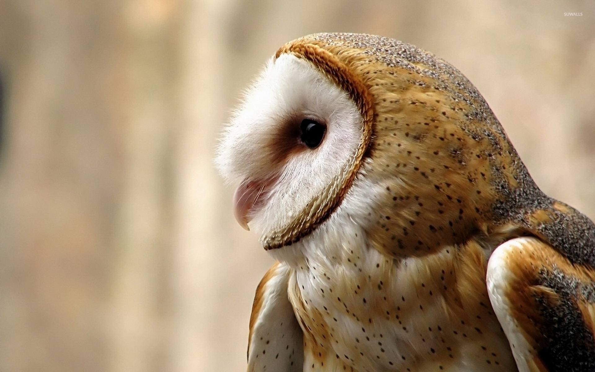 Barn Owl Wallpaper - Barn Owl Desktop Background - HD Wallpaper 