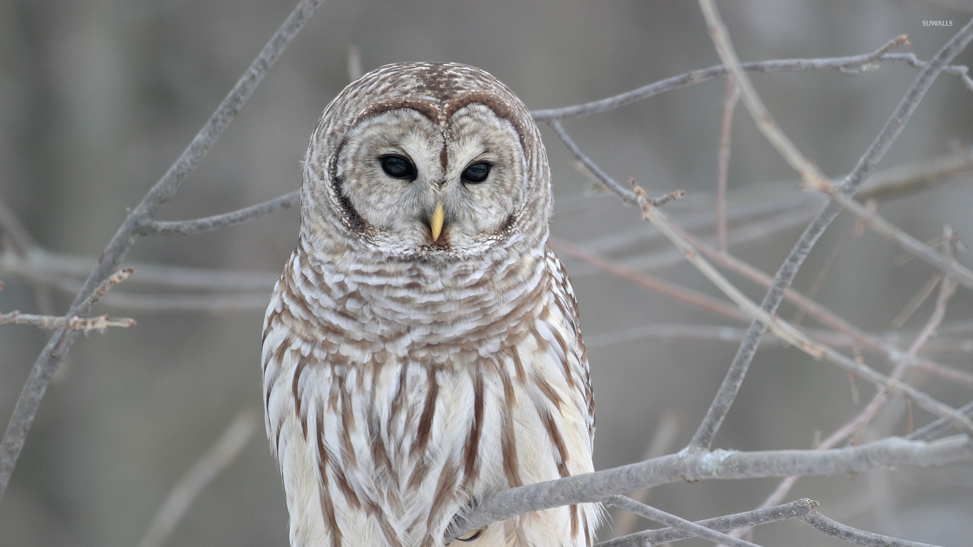 Barred Owl Wallpapers Hd Resolution For Free Wallpaper - White Owl Aesthetic - HD Wallpaper 