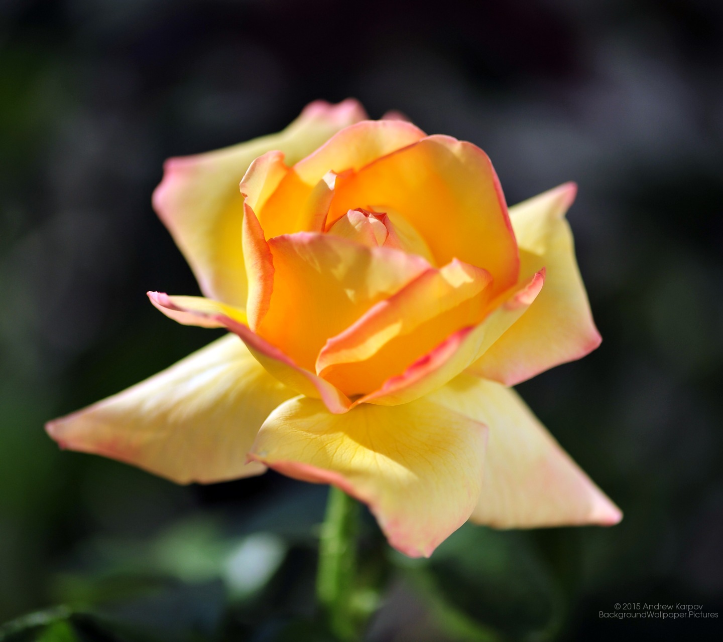 Full Size Wallpapers For - Garden Roses - HD Wallpaper 