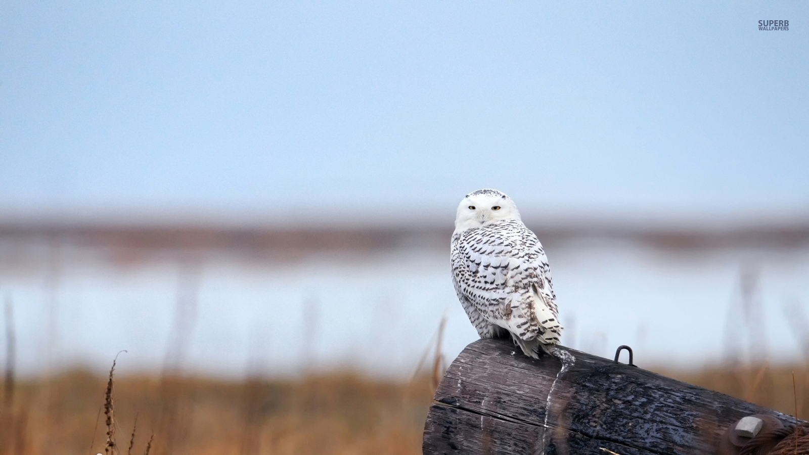 Snowy Owl - Snowy Owl Background - HD Wallpaper 