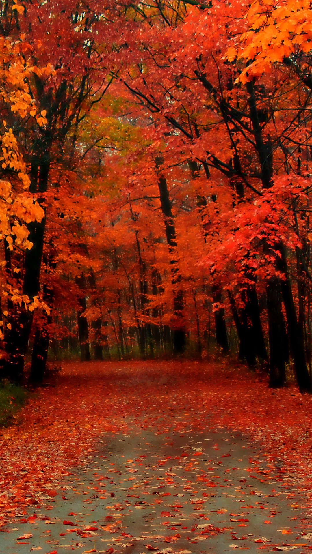 Red Autumn Wallpaper - Aesthetic Autumn Background Iphone - HD Wallpaper 