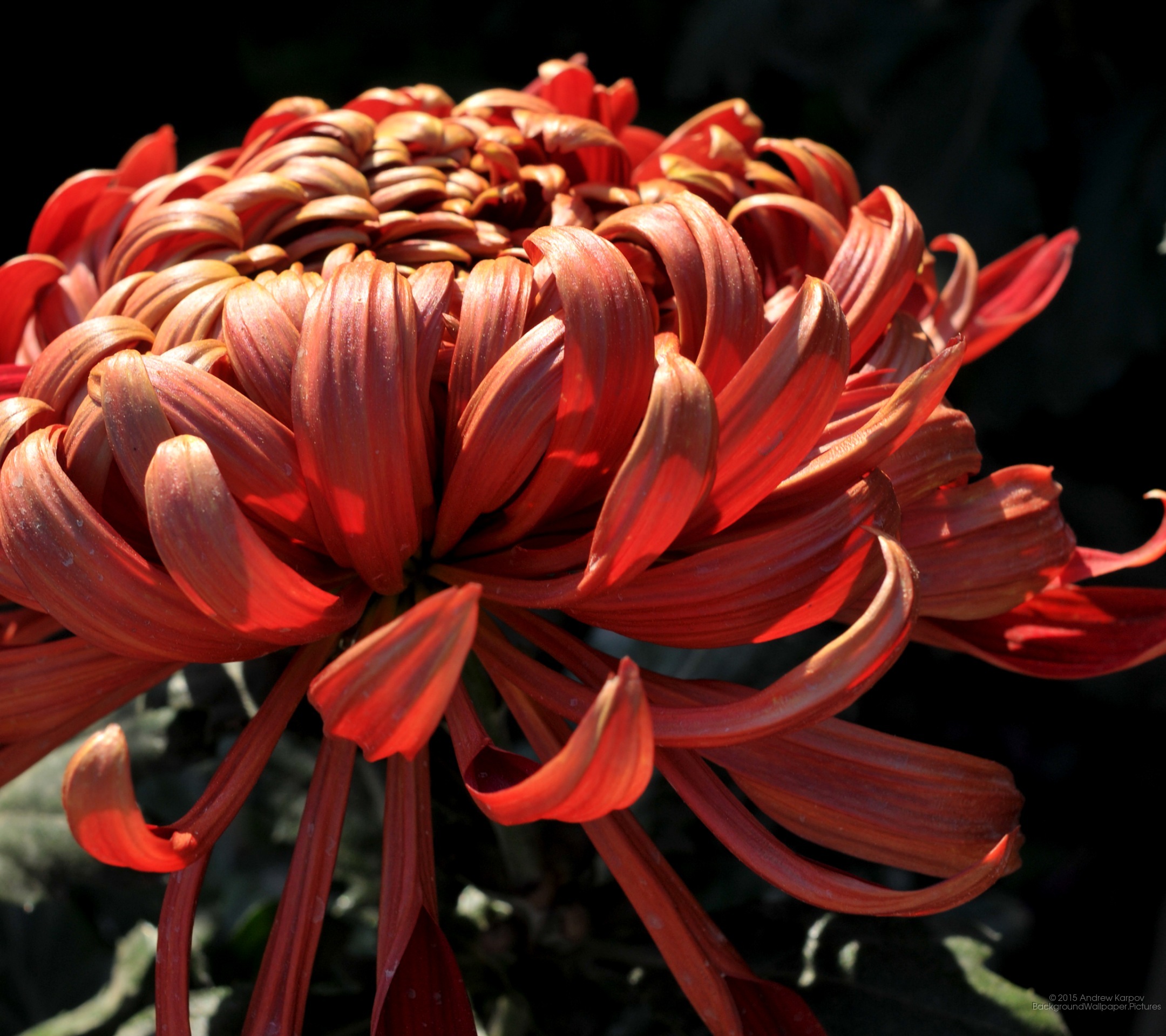 Full Size Wallpapers For - Grevillea - HD Wallpaper 