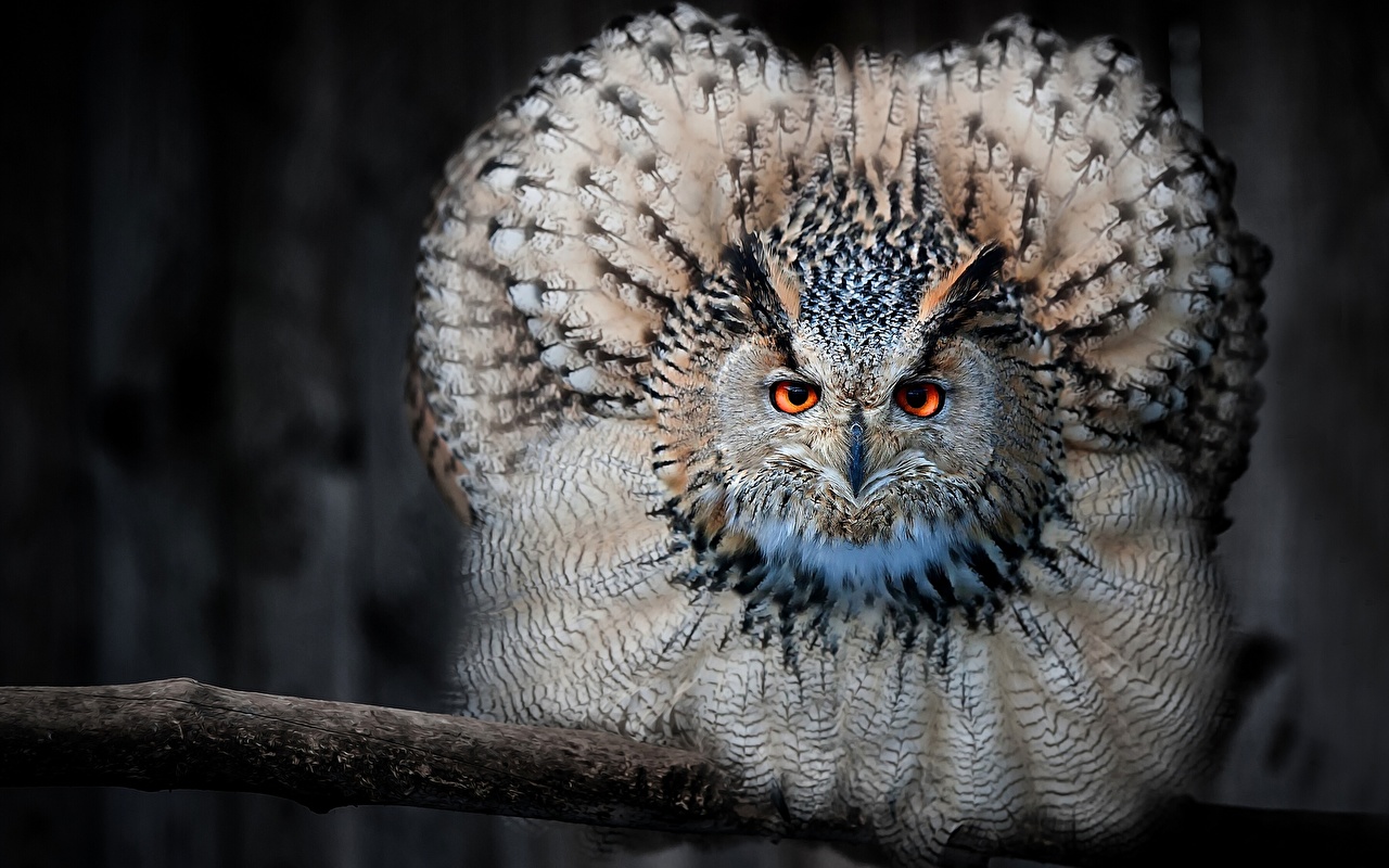 Eurasian Eagle Owl - HD Wallpaper 