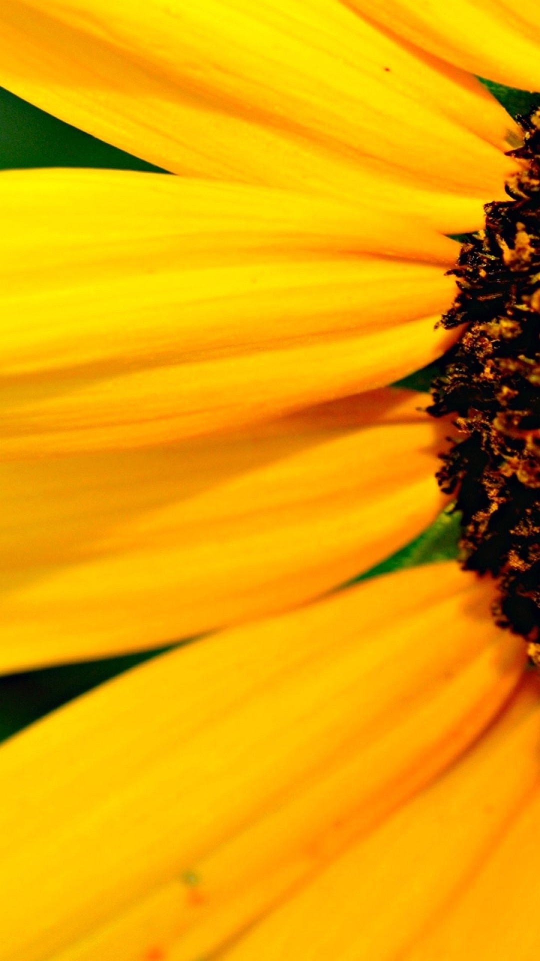 Wallpaper Iphoneplus Petals Yellow5 Inches - Yellow Wallpaper Iphone 6 - HD Wallpaper 