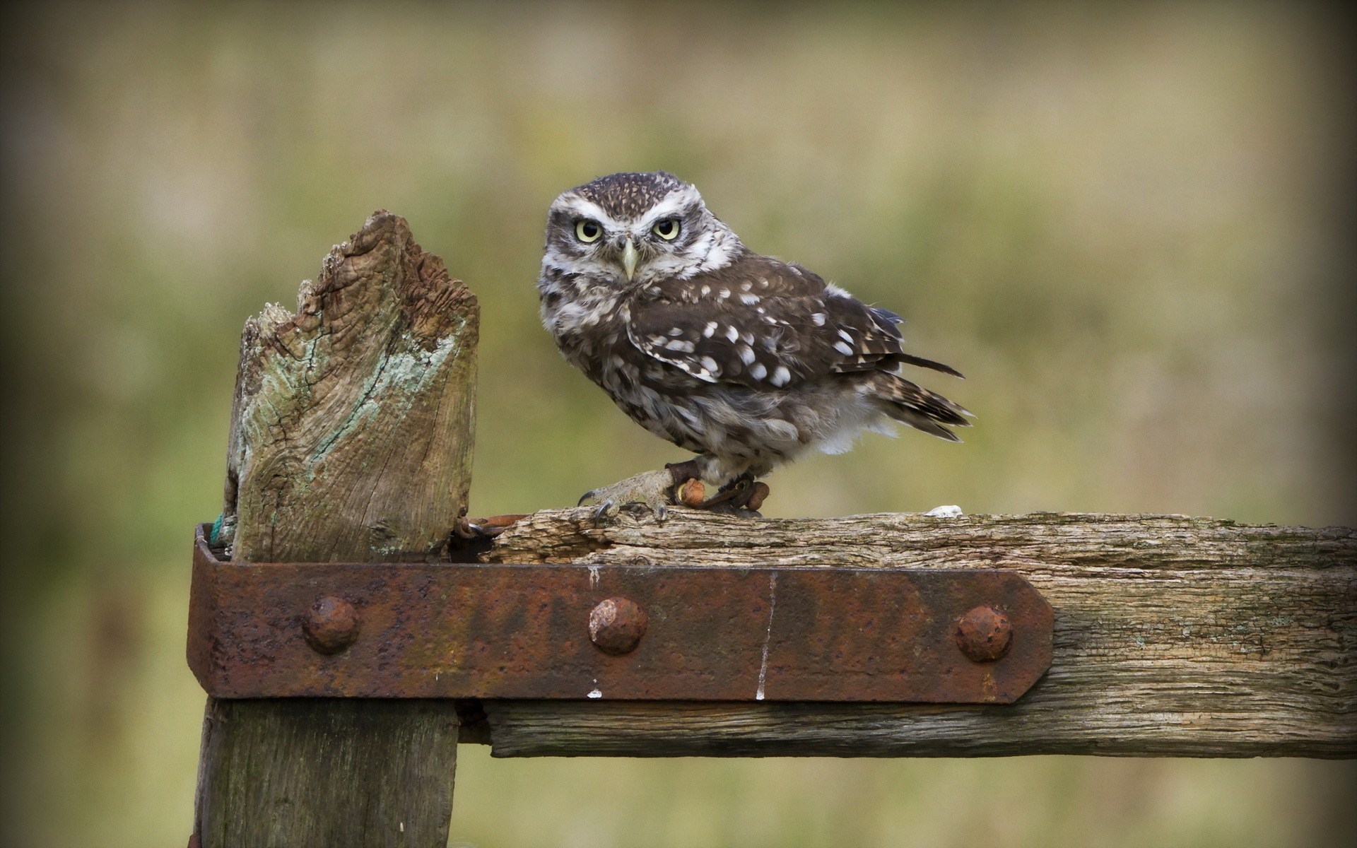 Fence Owl - HD Wallpaper 