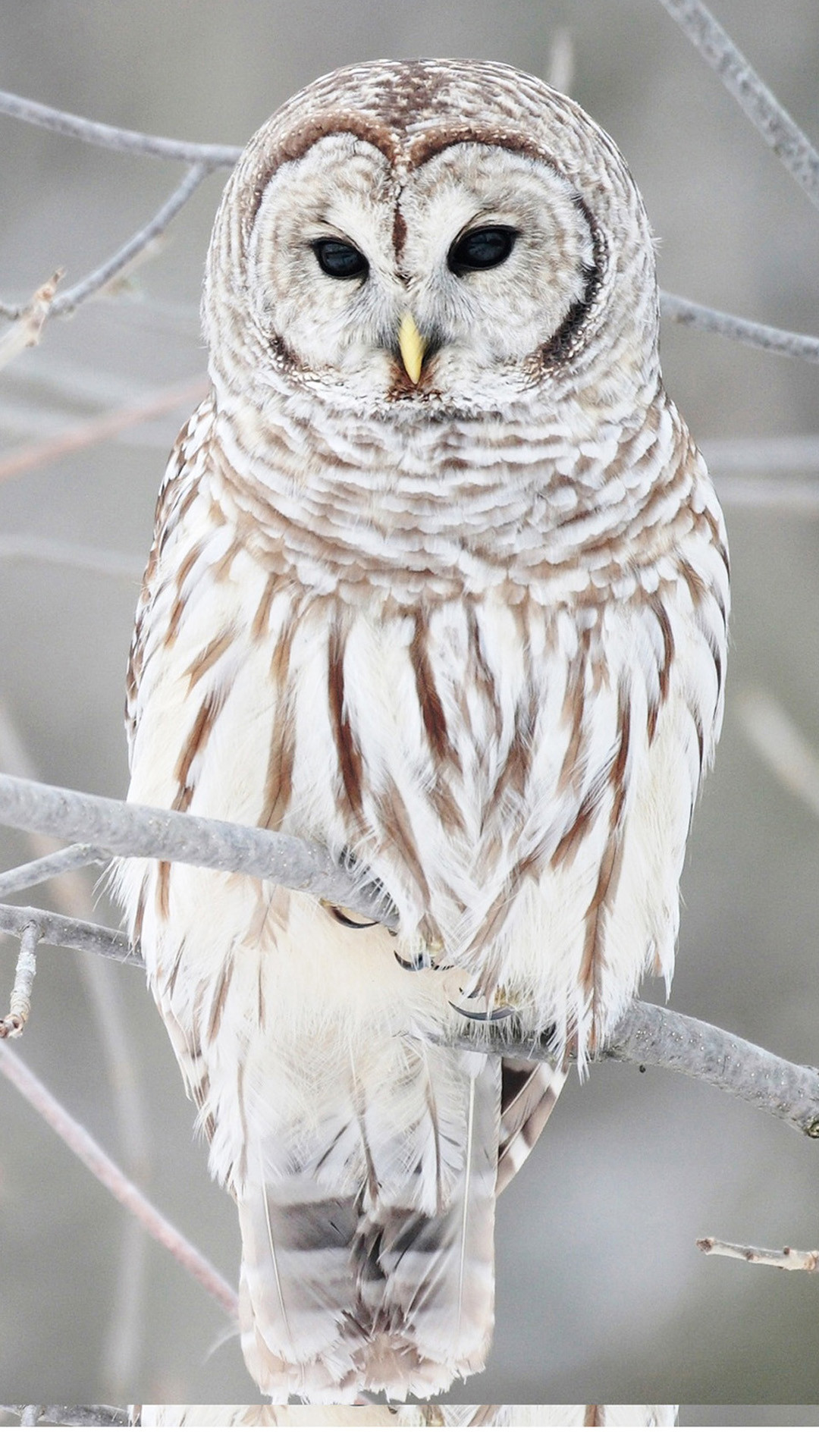 1080x1920, Download - Iphone White Owl - HD Wallpaper 
