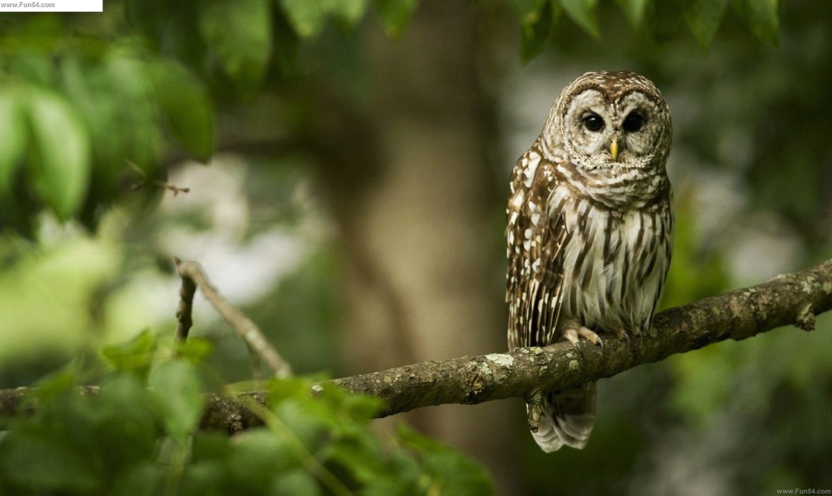 Owl Wallpaper Hd - Owl On A Tree - HD Wallpaper 