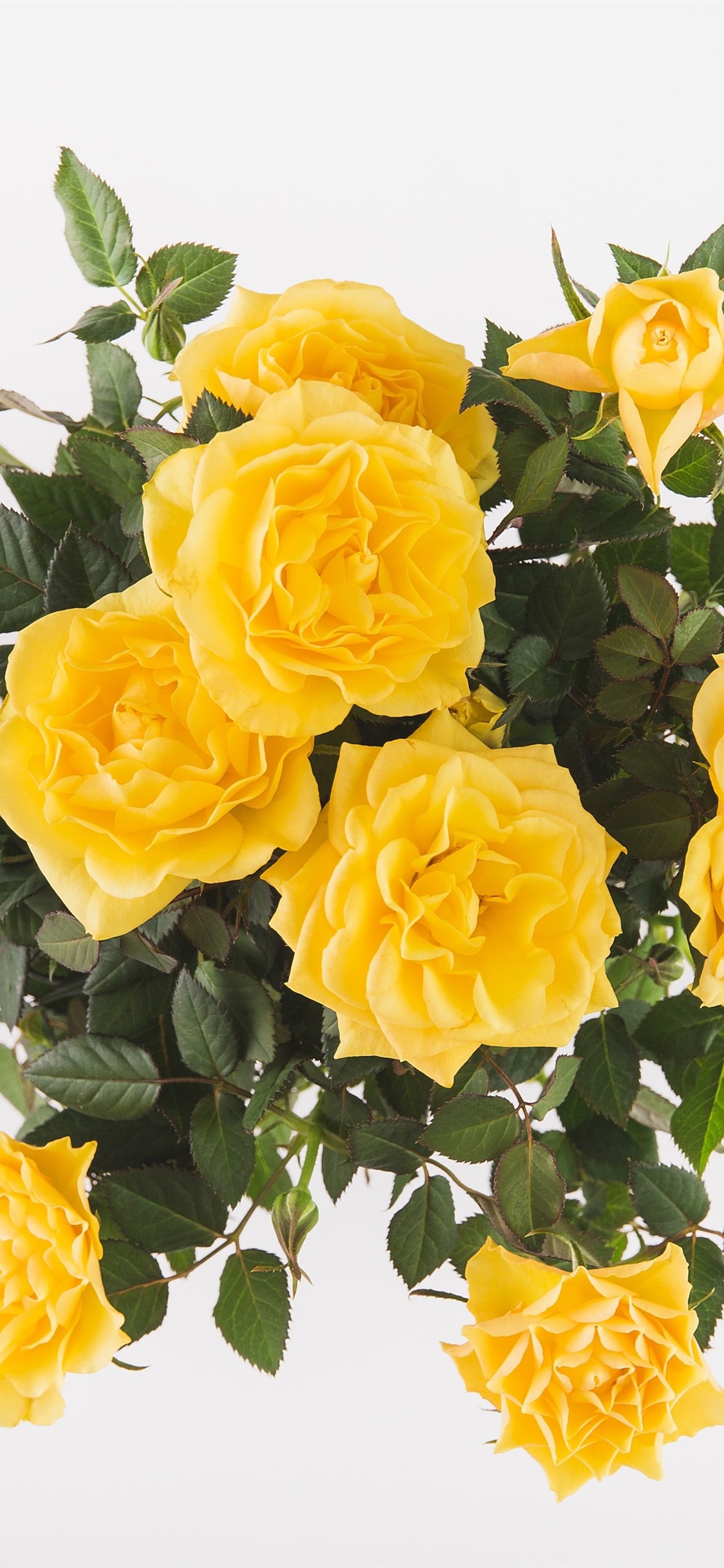 Iphone Wallpaper Yellow Roses, Bouquet, White Background - Rose Yellow Flower White Background - 1125x2436 Wallpaper Iphone Wallpaper Yellow Roses, Bouquet, White Background - Rose Yellow Flower White Background - 1125x2436 Wallpaper