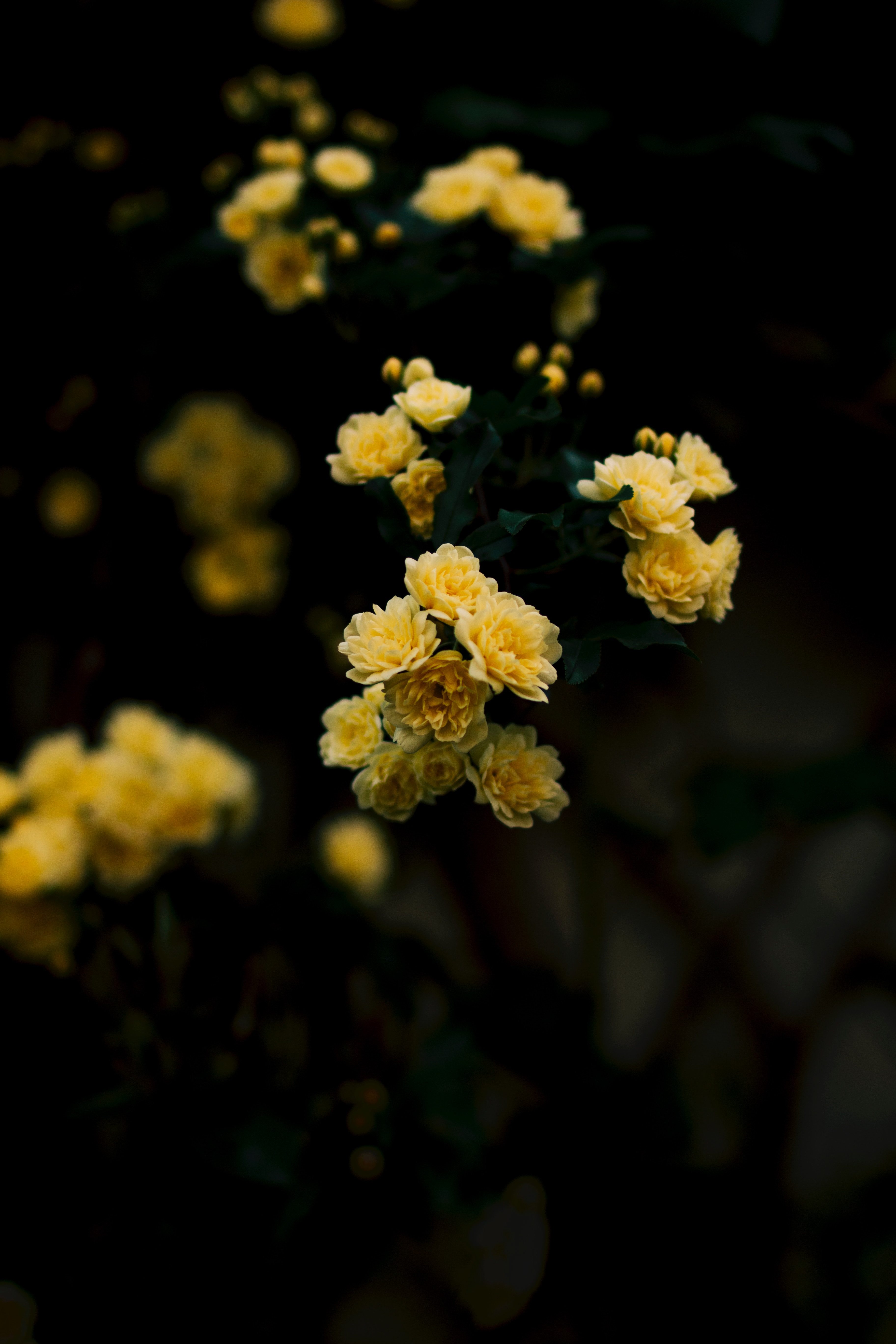 Yellow Aesthetic Wallpaper Rose - HD Wallpaper 