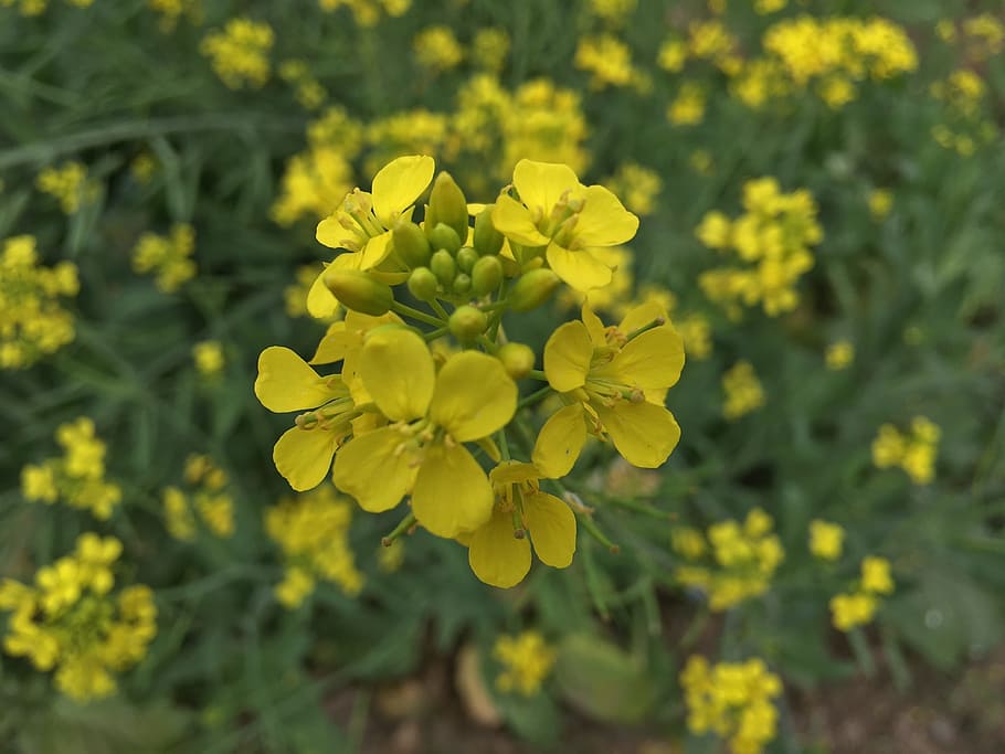Flowers, Mustard, Yellow, Fields, Crops, Green, Flowering - Yellow Mustard Flower - HD Wallpaper 