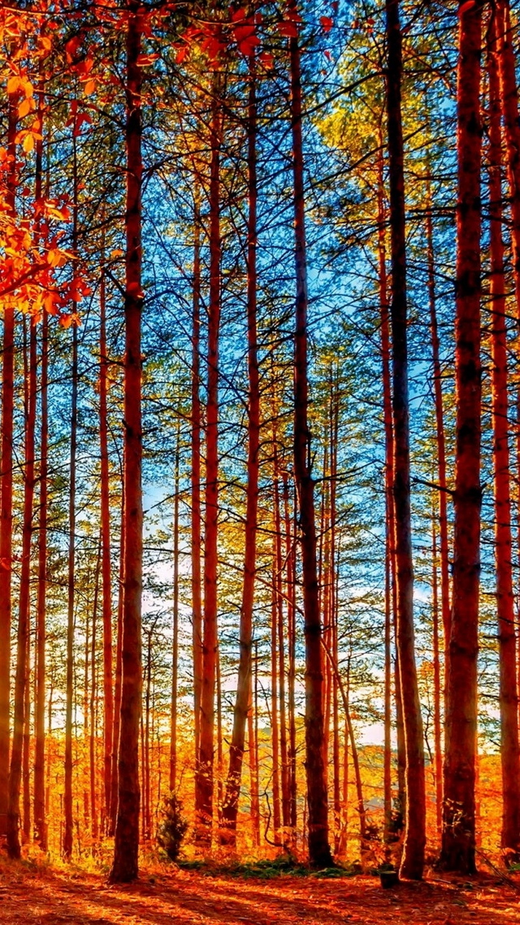 Autumn Forest Tall Trees Iphonewallpaper Ipod Wallpaper - Iphone 5 Wallpaper Forest - HD Wallpaper 