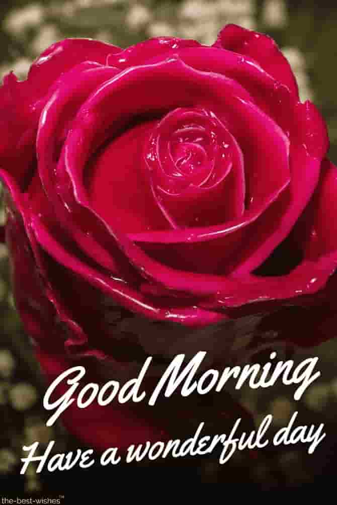Good Morning Red Rose - Good Morning Images With Rose Flowers - HD Wallpaper 