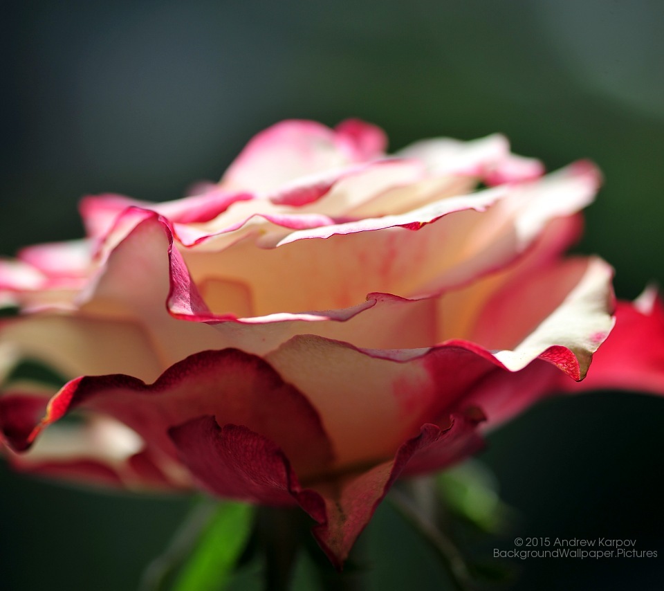 Rose Flower Wallpapers - HD Wallpaper 