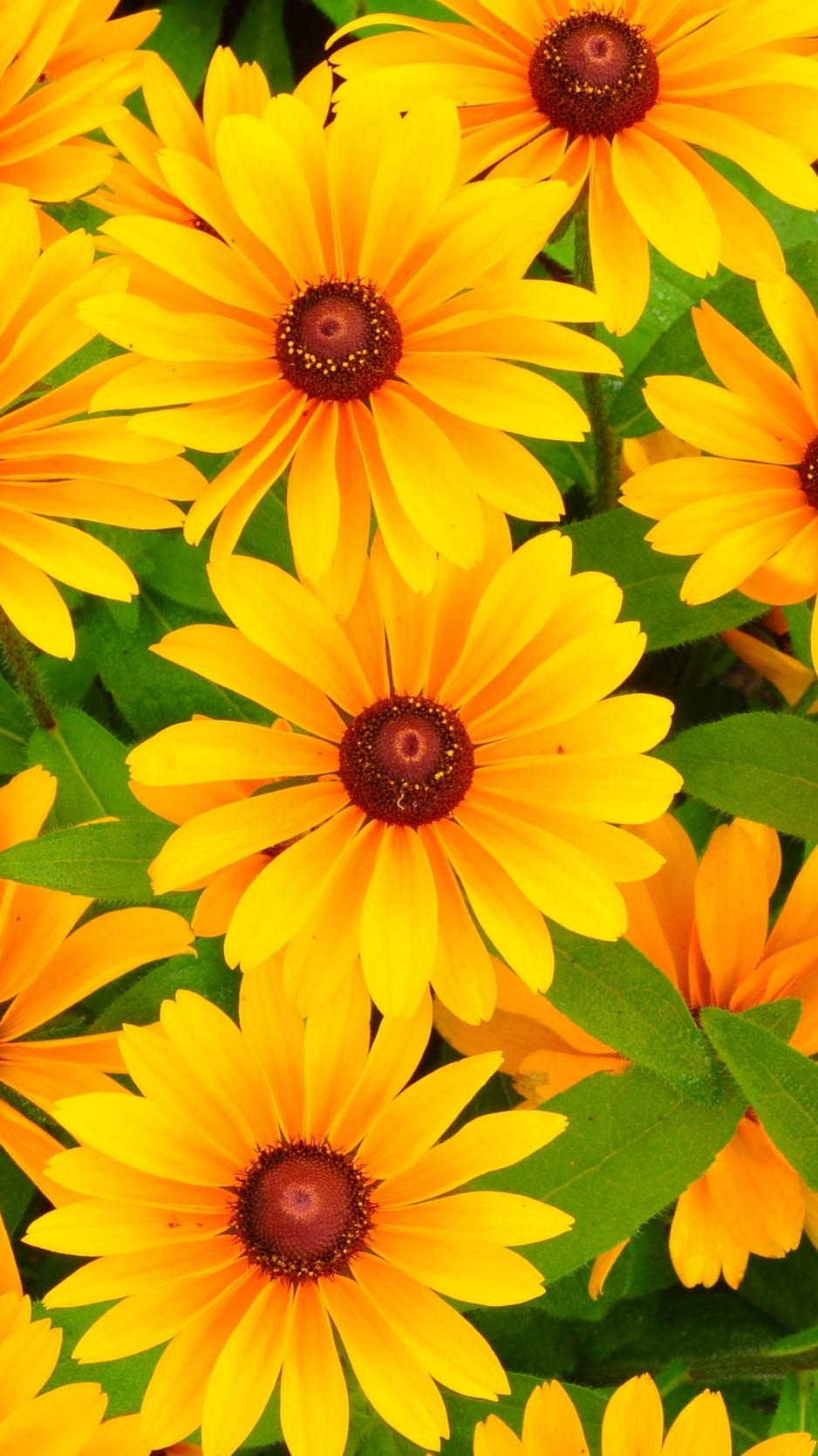 Wallpaper Rudbeckia, Flowers, Bright, Yellow - Iphone Wallpaper Bright Flowers - HD Wallpaper 