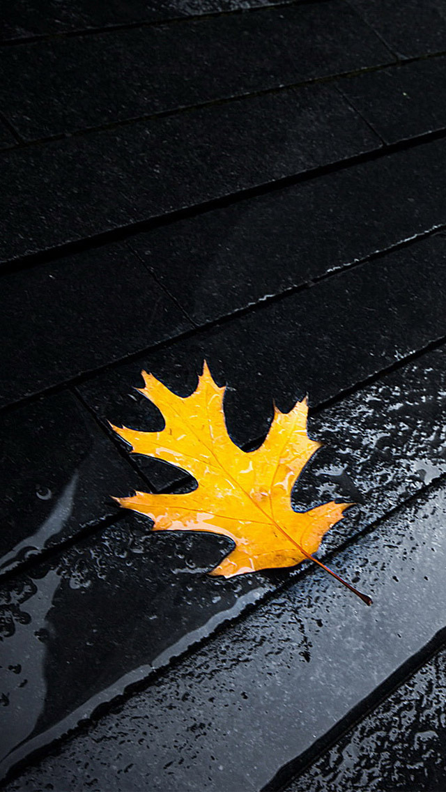 Yellow Leaves Iphone Wallpaper - Black And Orange Leaves - HD Wallpaper 