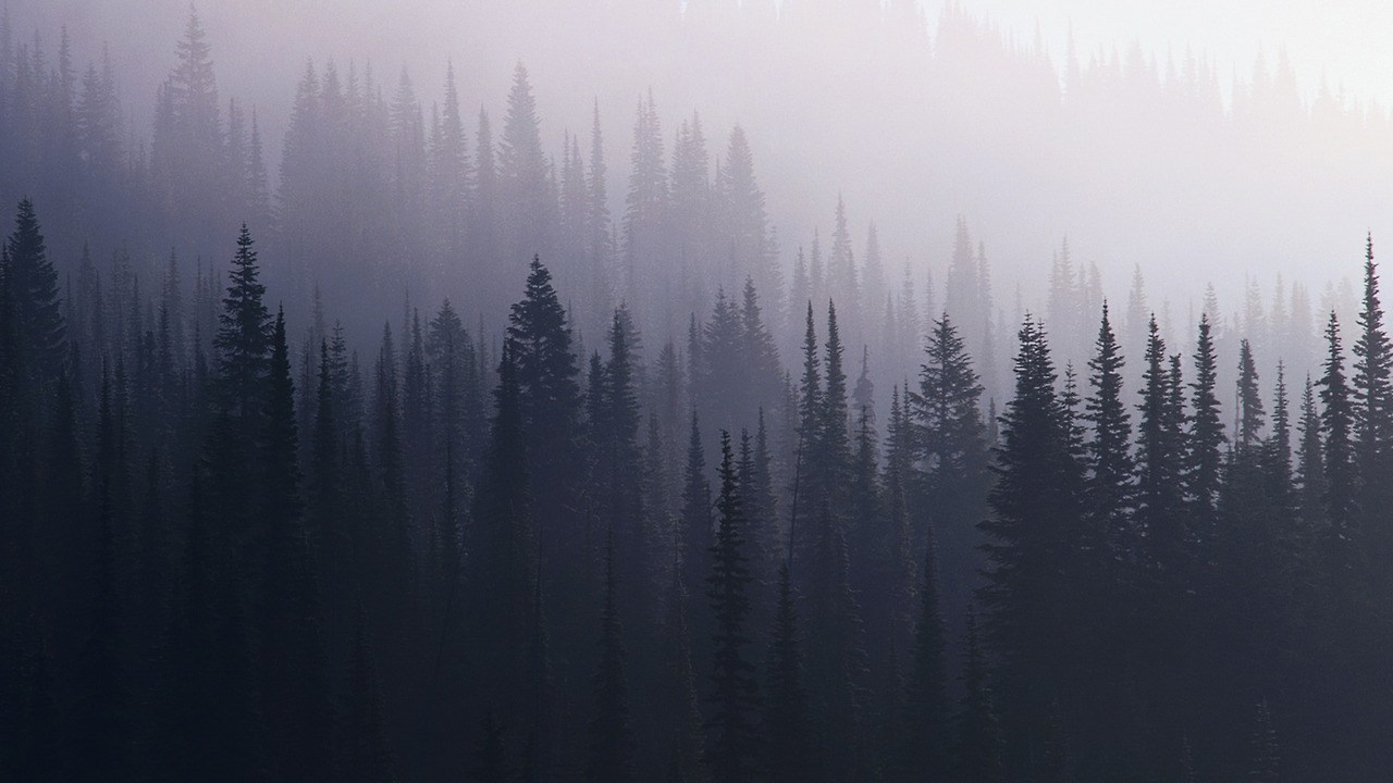 Coniferous Forest Background - HD Wallpaper 