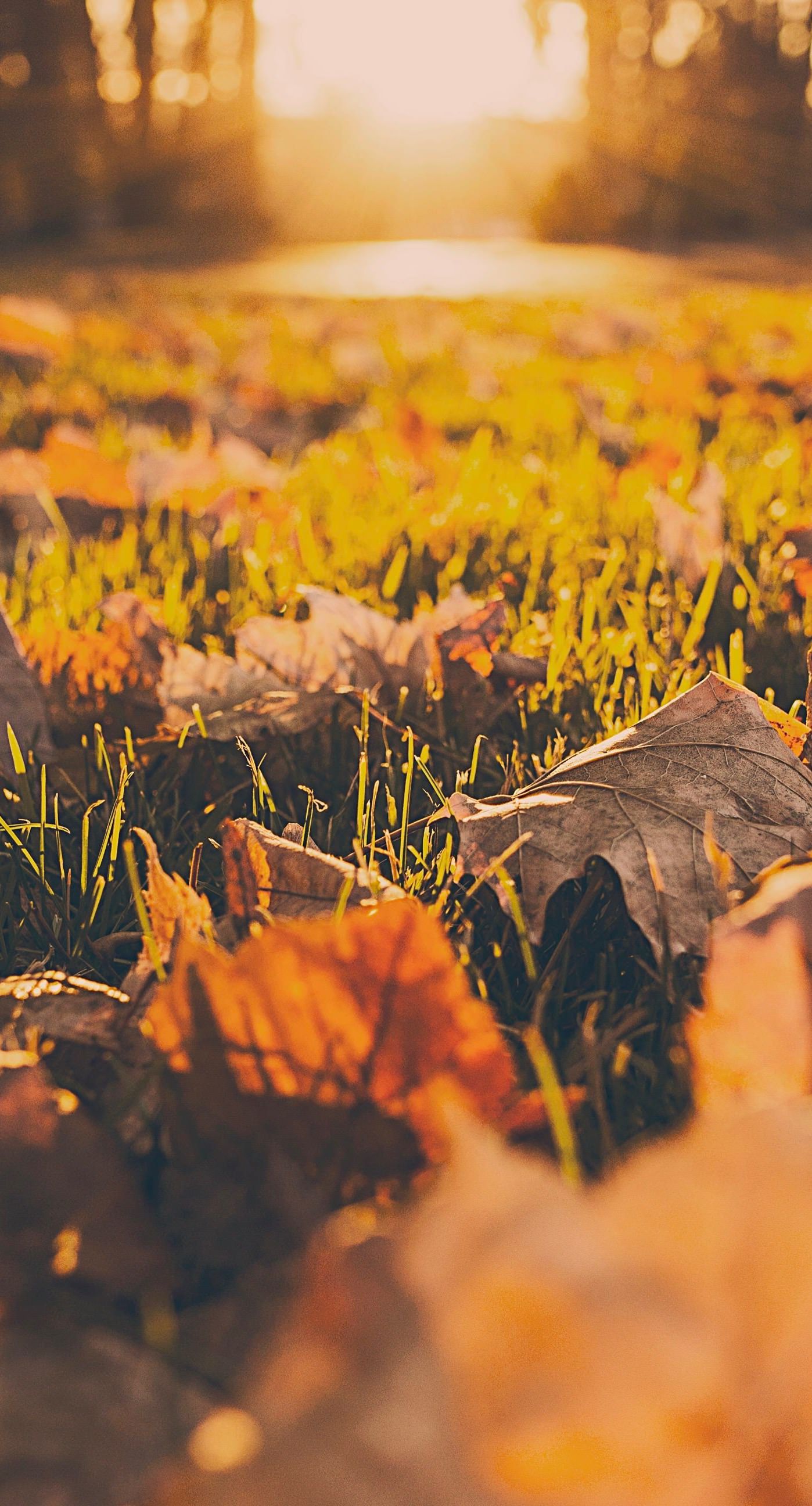 Autumn Background For Iphone - HD Wallpaper 