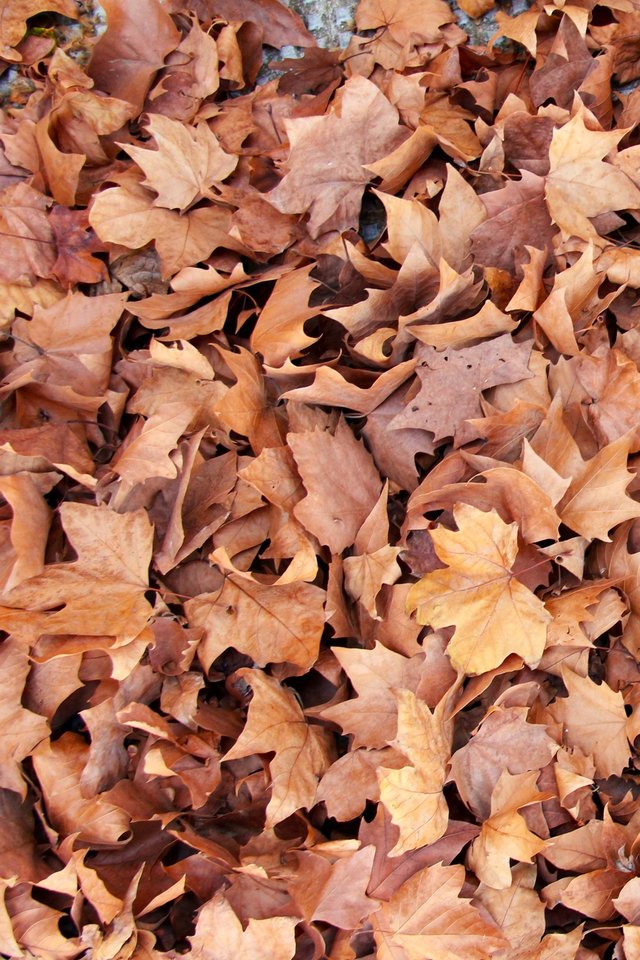 Leaves, Maple, Brown, Nature, Autumn, Fall, Groundcover - HD Wallpaper 
