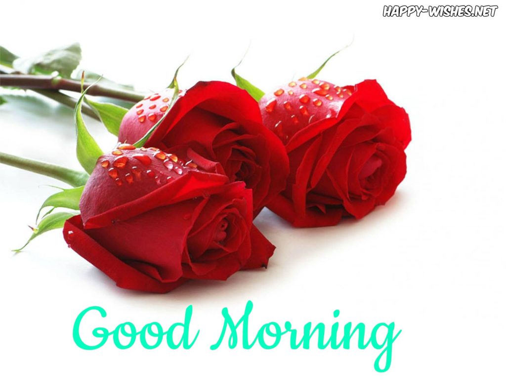 Good Morning Wishes With Red Rose Pictures - Best Rose Flowers - HD Wallpaper 