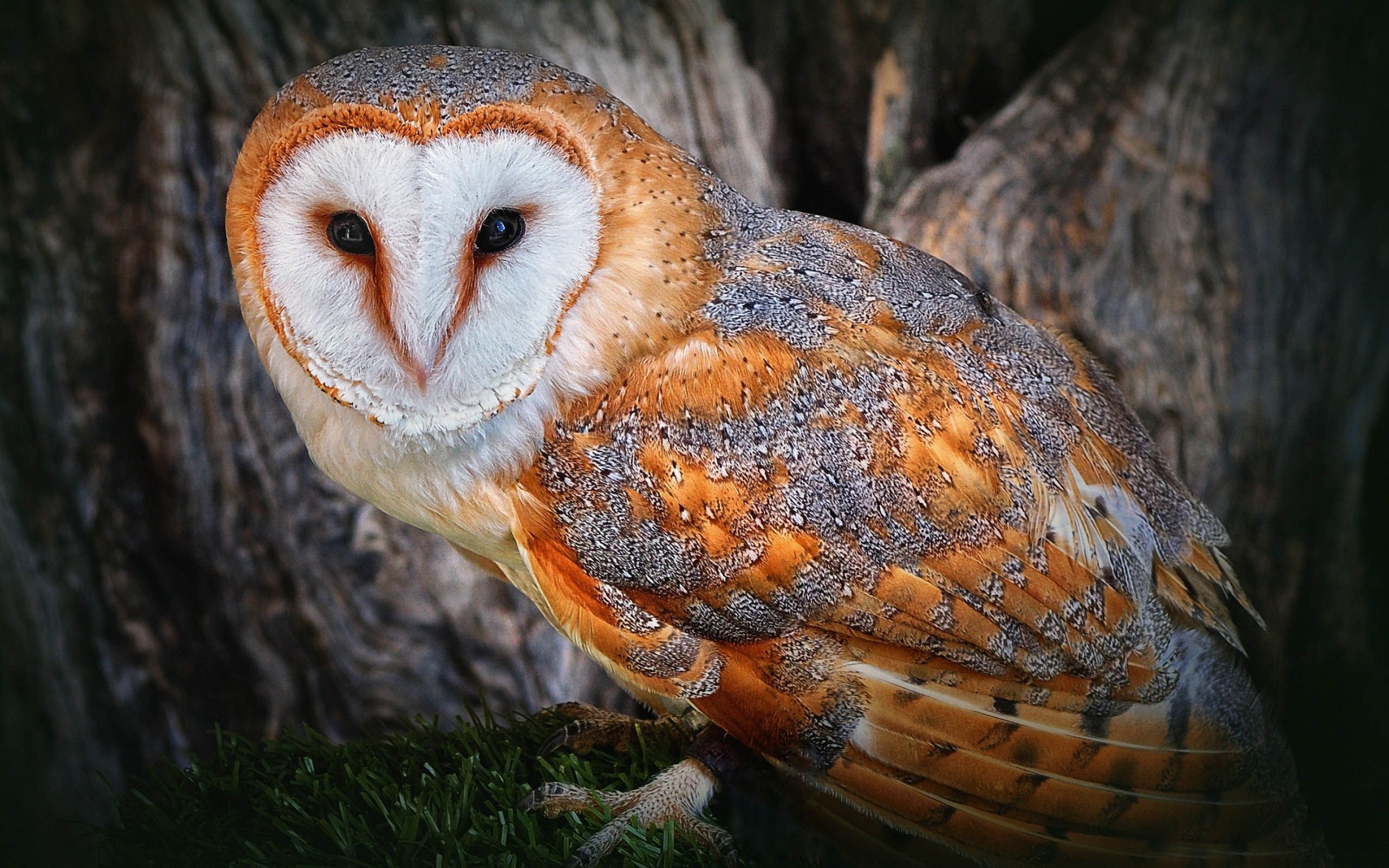 Owl Wallpaper Hd - HD Wallpaper 