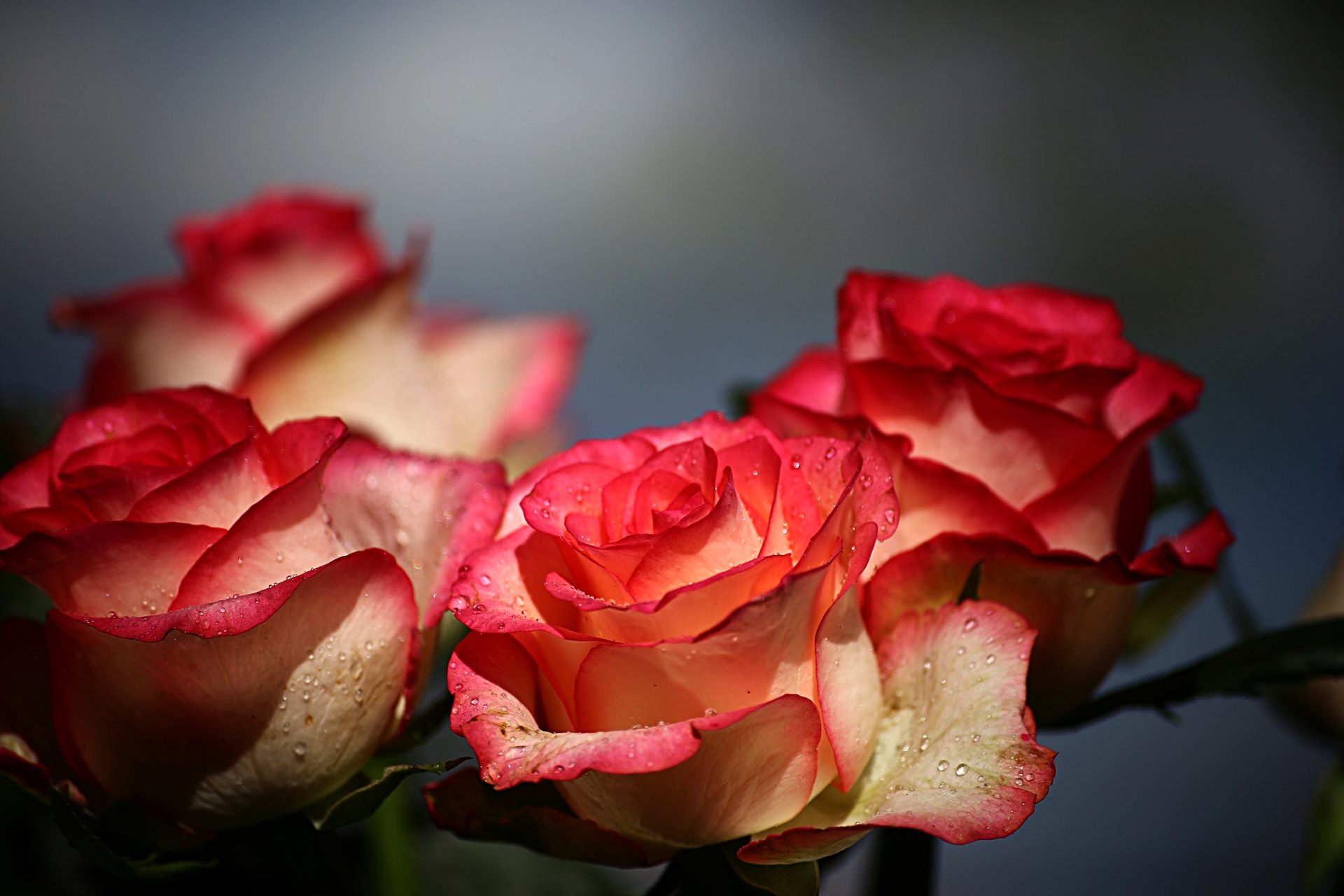 Wishing Good Morning With Pink Rose Flower Wallpaper - Rose Flower Morning - HD Wallpaper 
