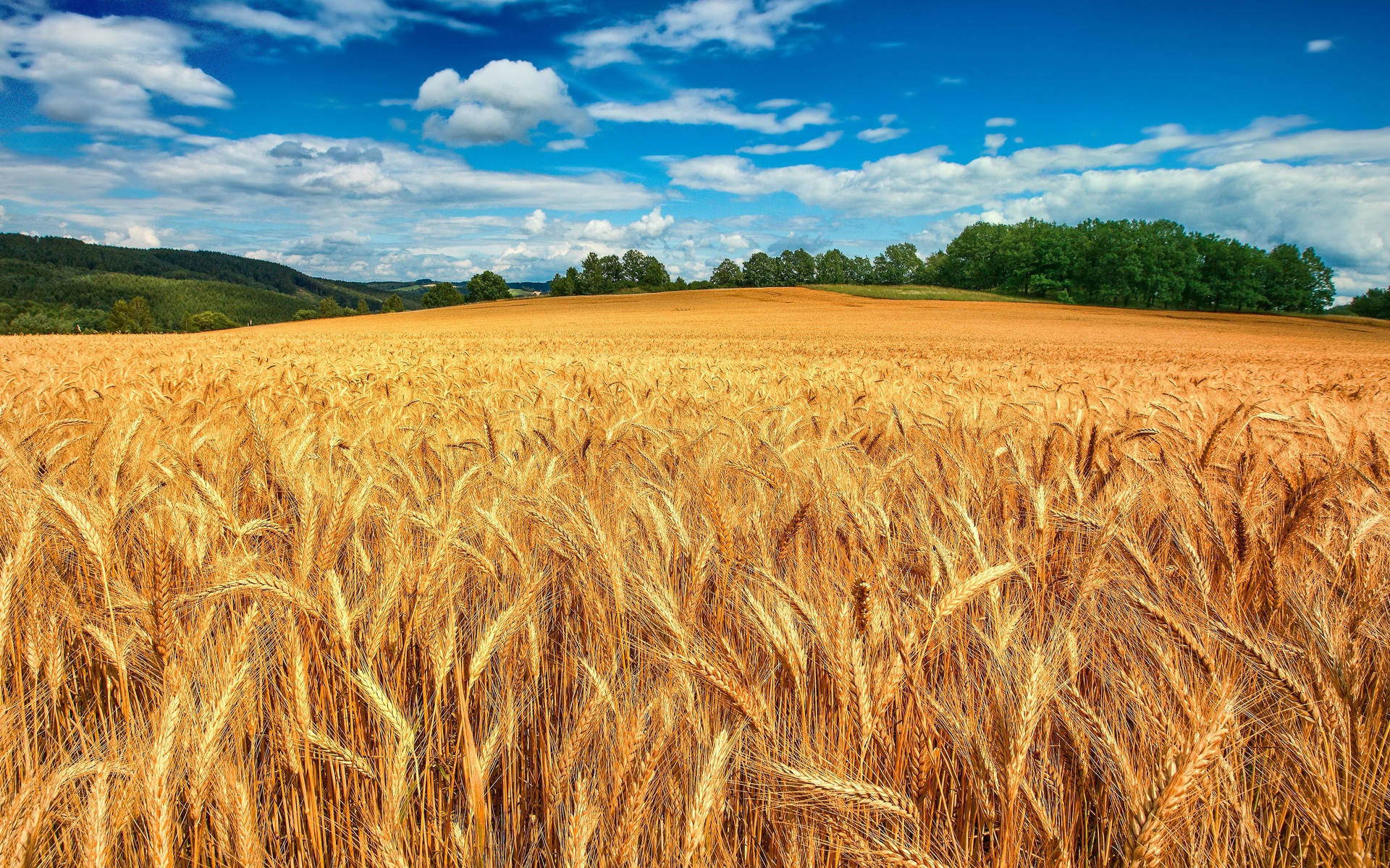 Wheat Fields In Us - HD Wallpaper 