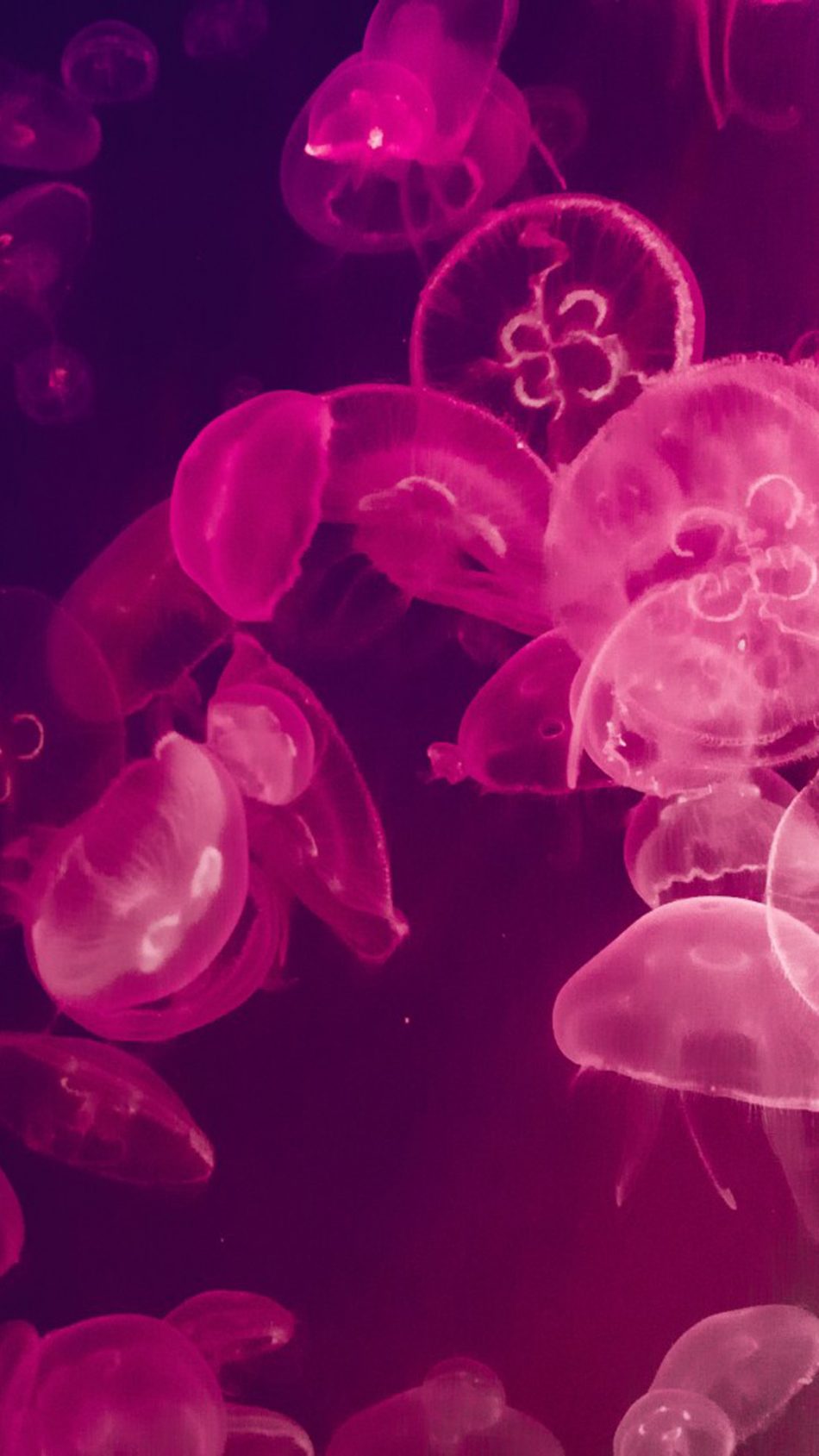 Pink Jellyfishes Underwater Hd Mobile Wallpaper - Jellyfish Wallpaper 4k For Phone - HD Wallpaper 