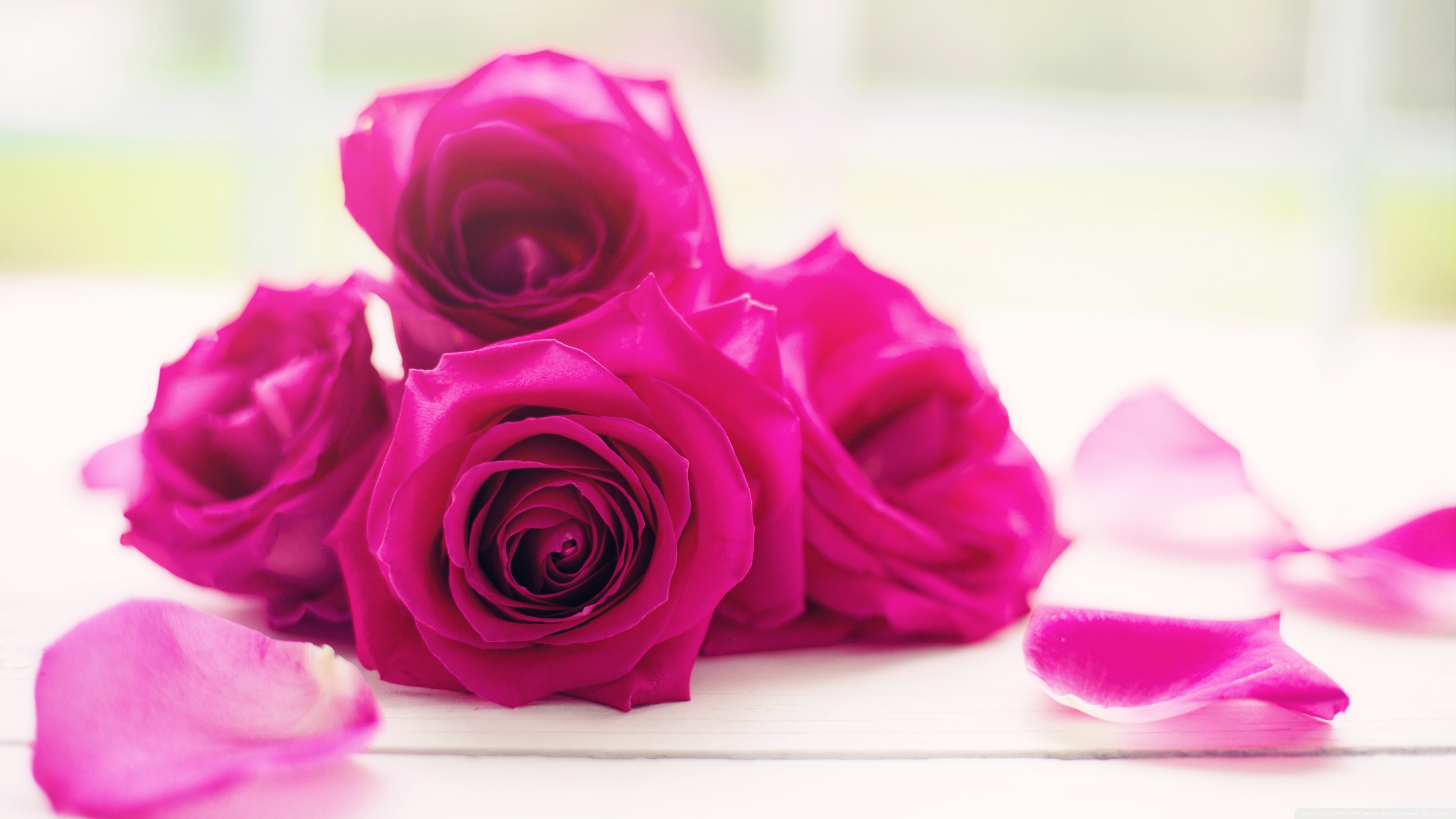 Roses Hd Good Morning - HD Wallpaper 