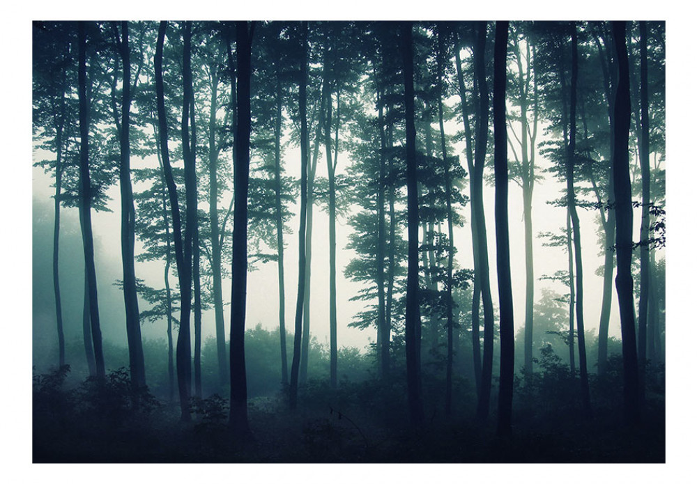 Photo Wallpaper Dark Forest 94799 Additionalimage - Misty Forest Wallpaper Mural Jungle Scenery Photography - HD Wallpaper 