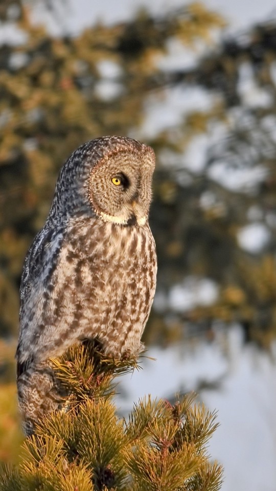 Great Grey Owl - HD Wallpaper 