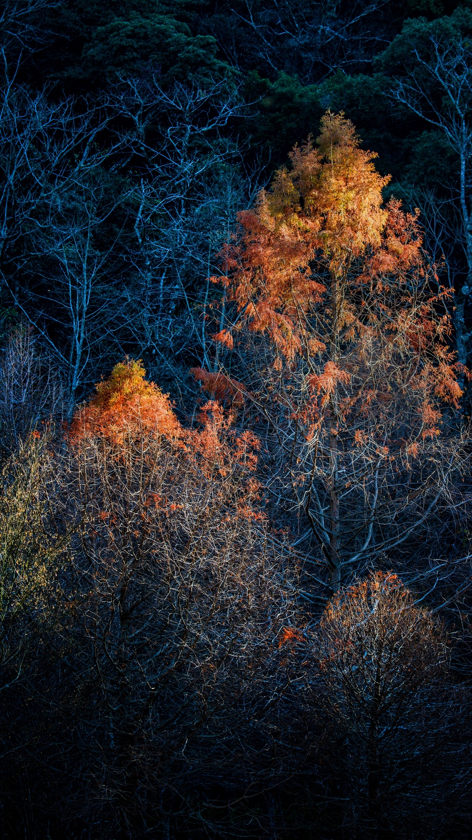Wallpaper Trees, Autumn, Dark, Branches - Autumn Iphone Wallpaper Dark - HD Wallpaper 