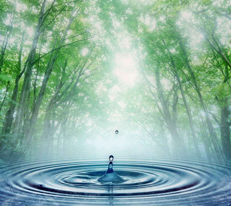 Hd Water Drop In The Forest Android Wallpapers - Full Hd Wallpapers For Android  Mobile Full Screen - 960x854 Wallpaper 