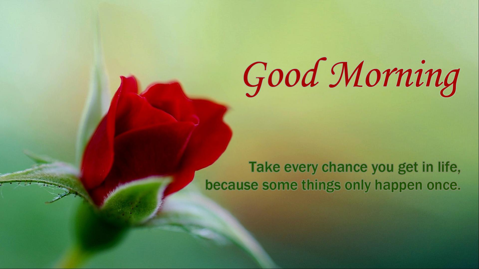 Good Morning Rose Flower - HD Wallpaper 