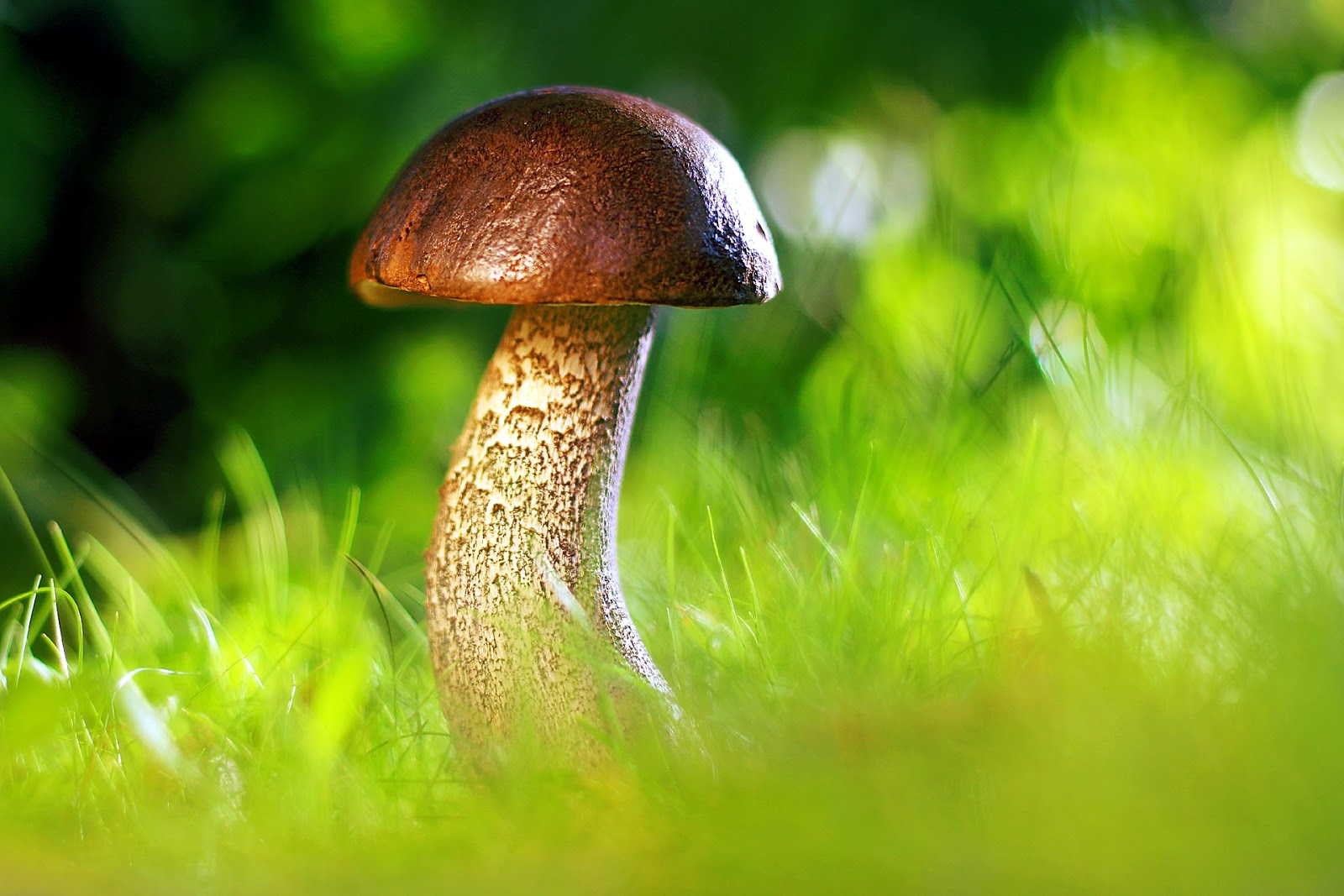 Mushroom Shaped Like Penis - HD Wallpaper 