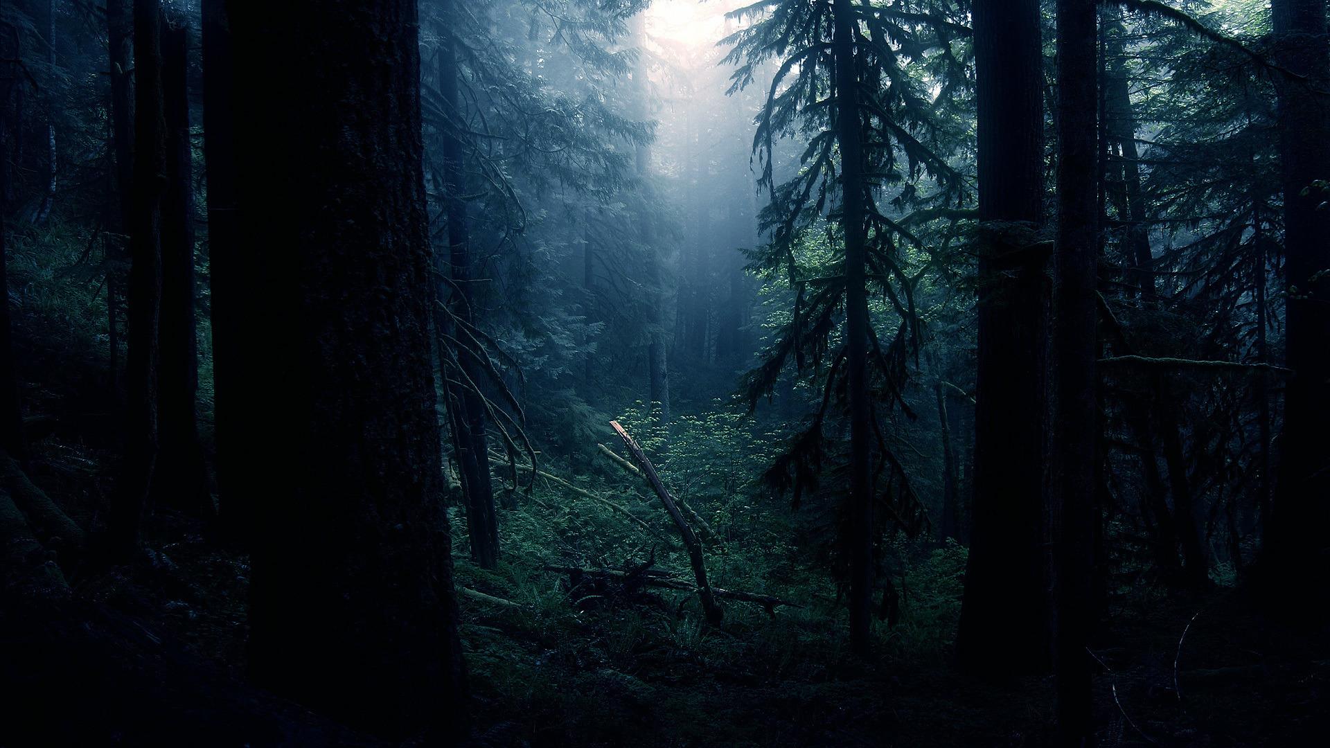 Dark Forest Wallpapers Photo Widescreen, Forest, 1080p - Dark Forest - 1920x1080  Wallpaper 