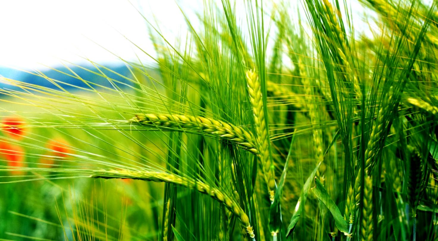 Green Nature Wallpapers Hd Pictures Hd - Green Wheat - HD Wallpaper 