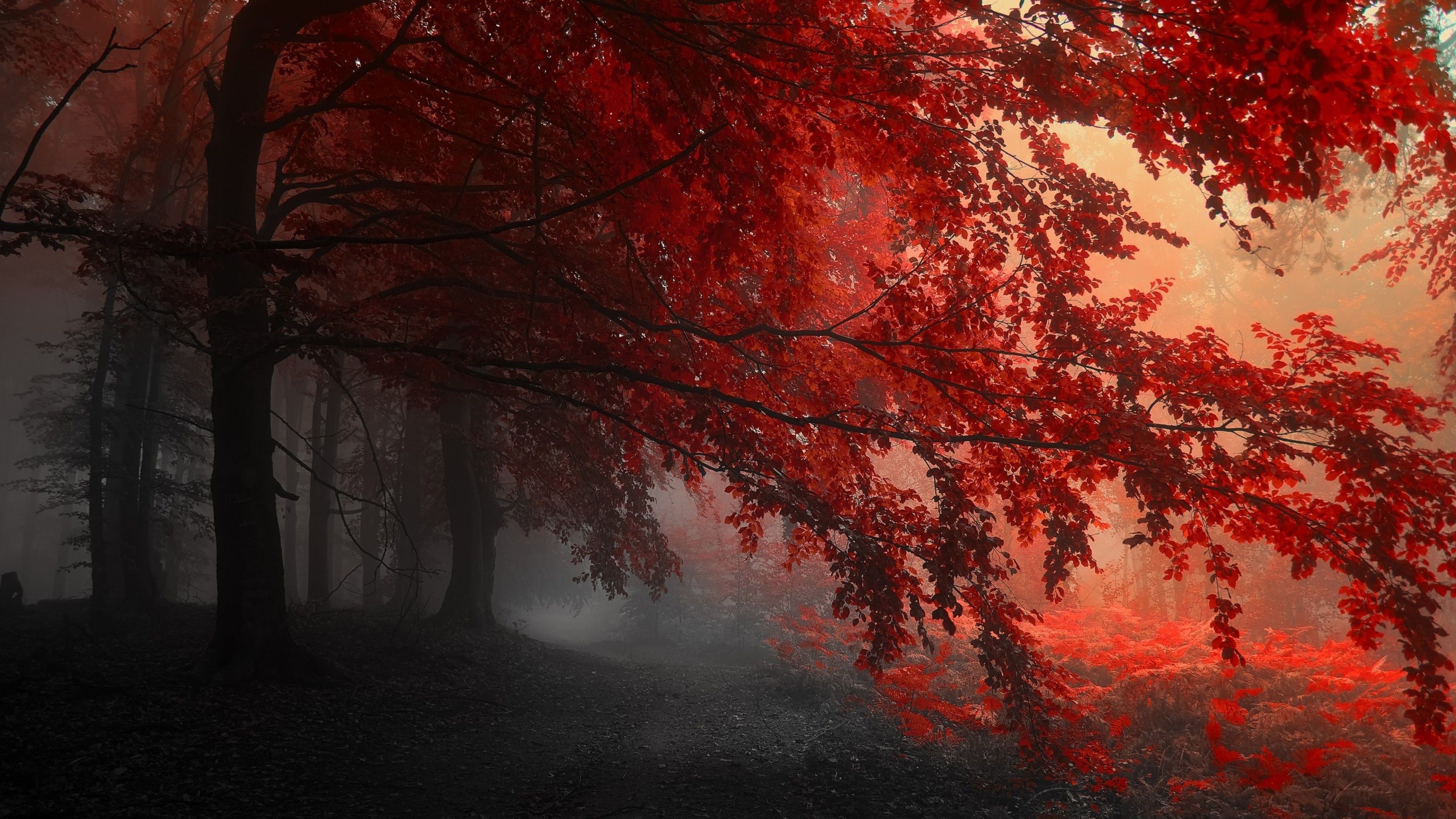 Red Tree Wallpaper 4k - HD Wallpaper 