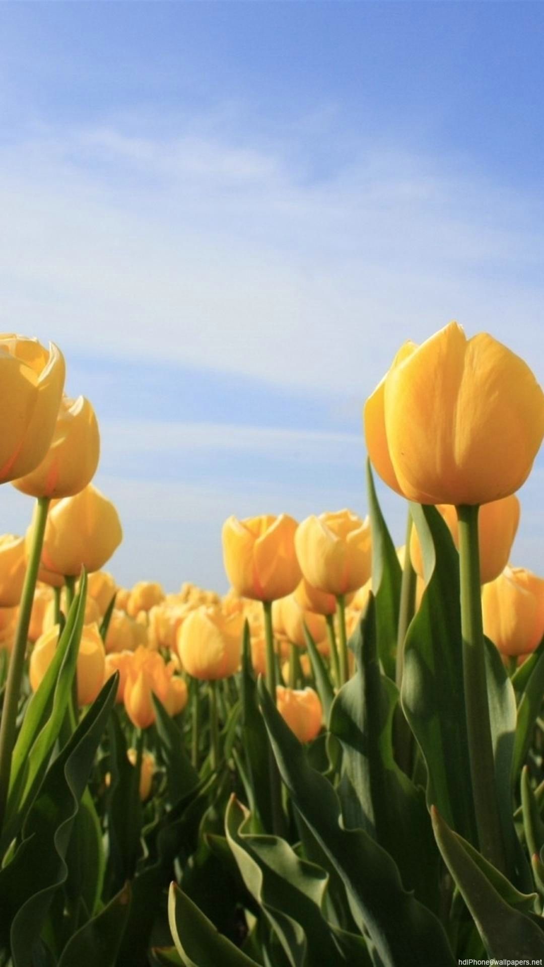 Flowers Sun Tulip Sky Yellow Iphone 6 Wallpapers Hd - Yellow Tulips Wallpaper Iphone - HD Wallpaper 