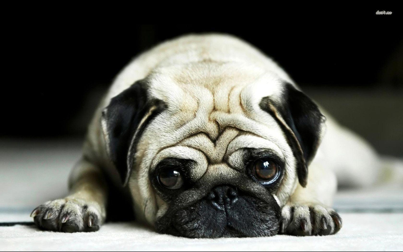 Funny Pug Wallpapers 
 Data-src /full/1122598 - Pug Wallpaper Hd - HD Wallpaper 